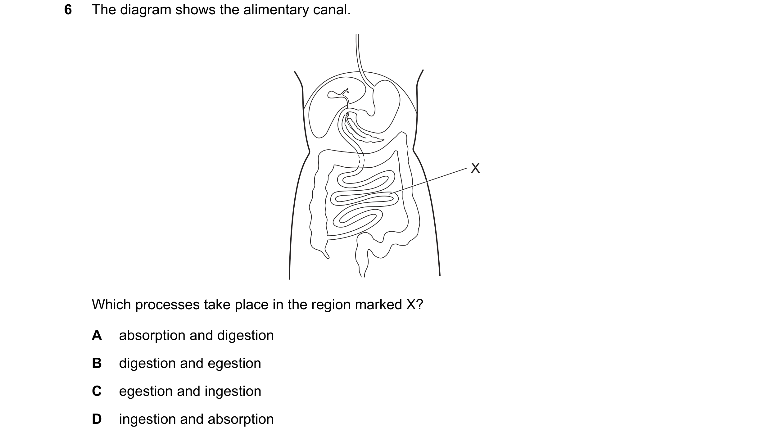 Question 40: The diagram shows the alimentary canal. X Which processes take place in the region marked X? A absorption and digestion B digestion and ege…
