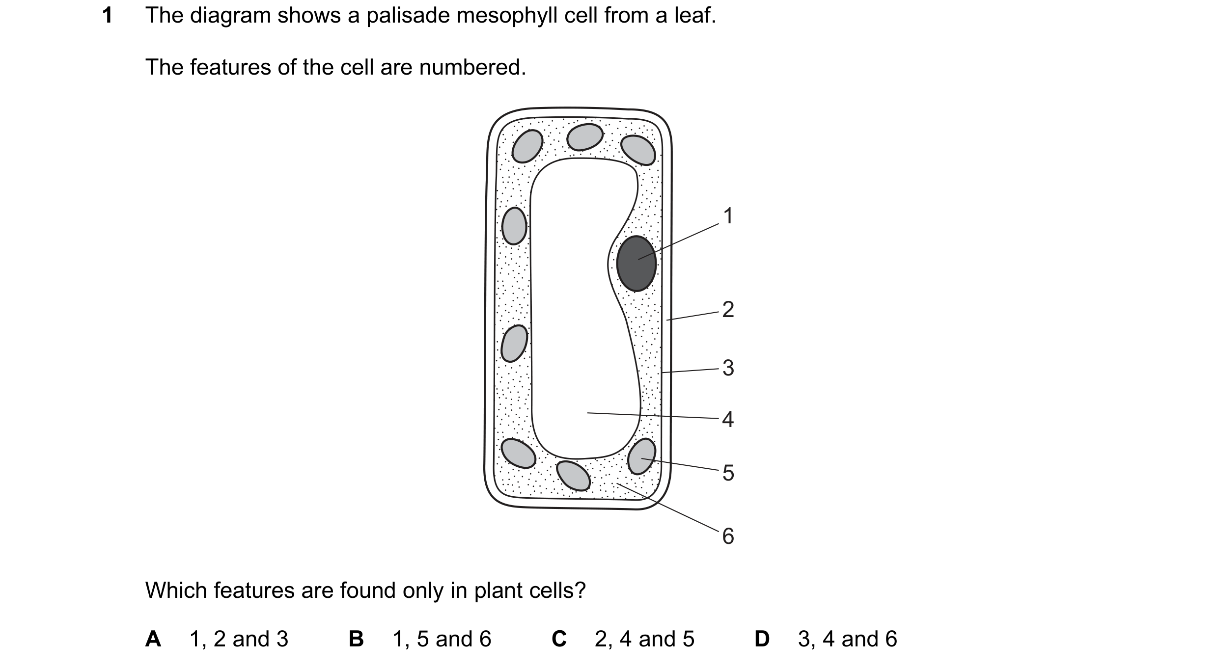 Question 20: The diagram shows a palisade mesophyll cell from a leaf. The features of the cell are numbered. 1 2 3 4 5 6 Which features are found only i…