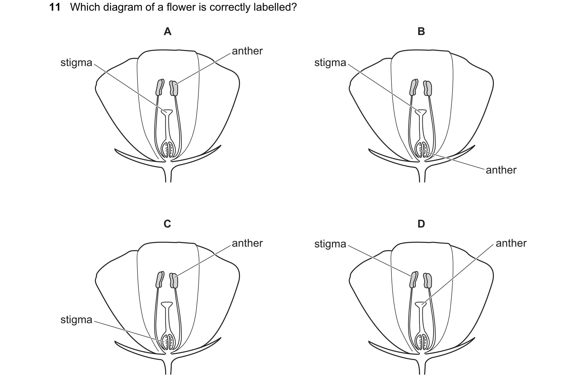 Question 26: Which diagram of a flower is correctly labelled? A B anther stigma stigma anther C D anther stigma anther stigma
