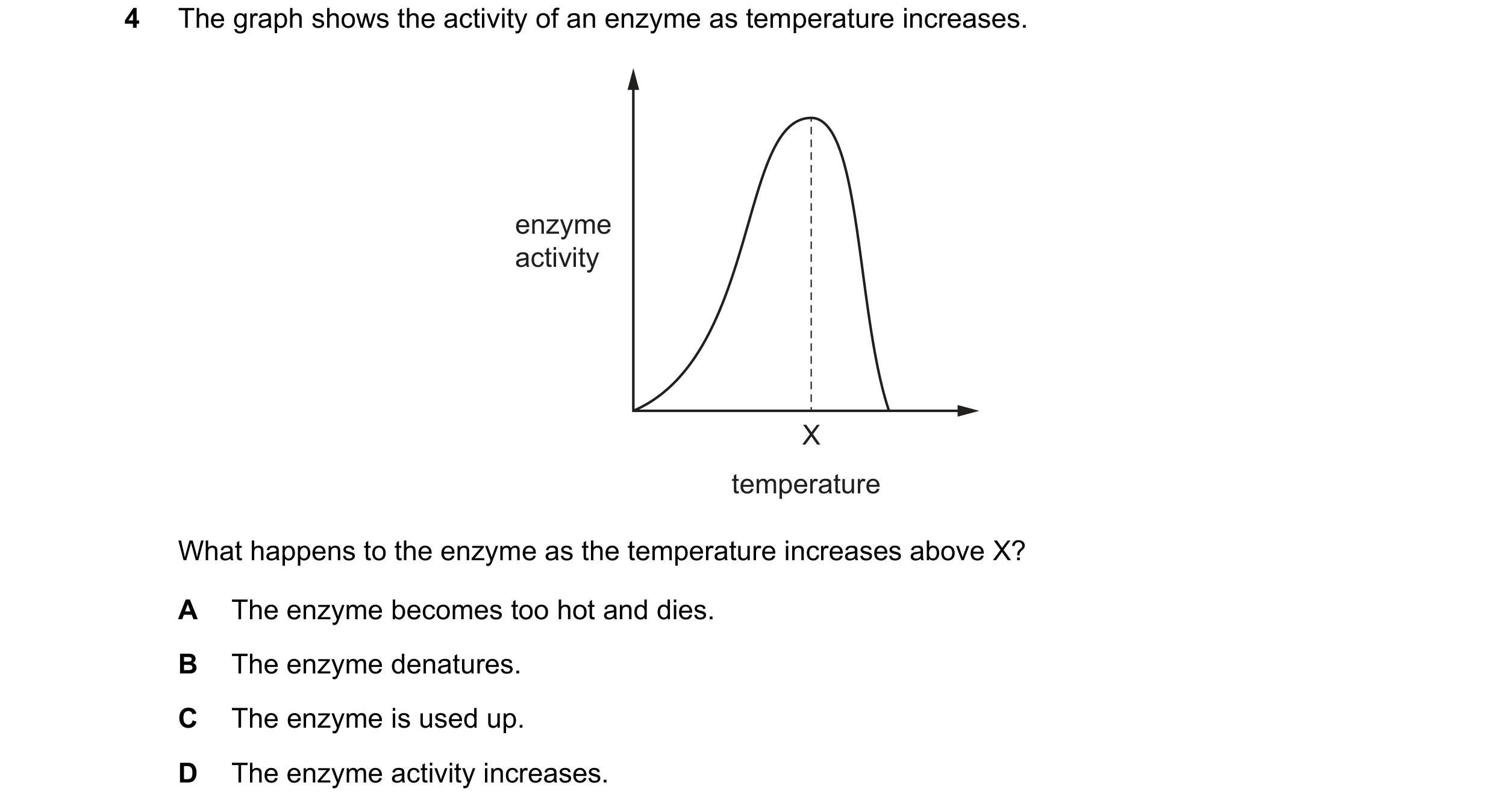 Question 21: The graph shows the activity of an enzyme as temperature increases. enzyme activity X temperature What happens to the enzyme as the tempera…
