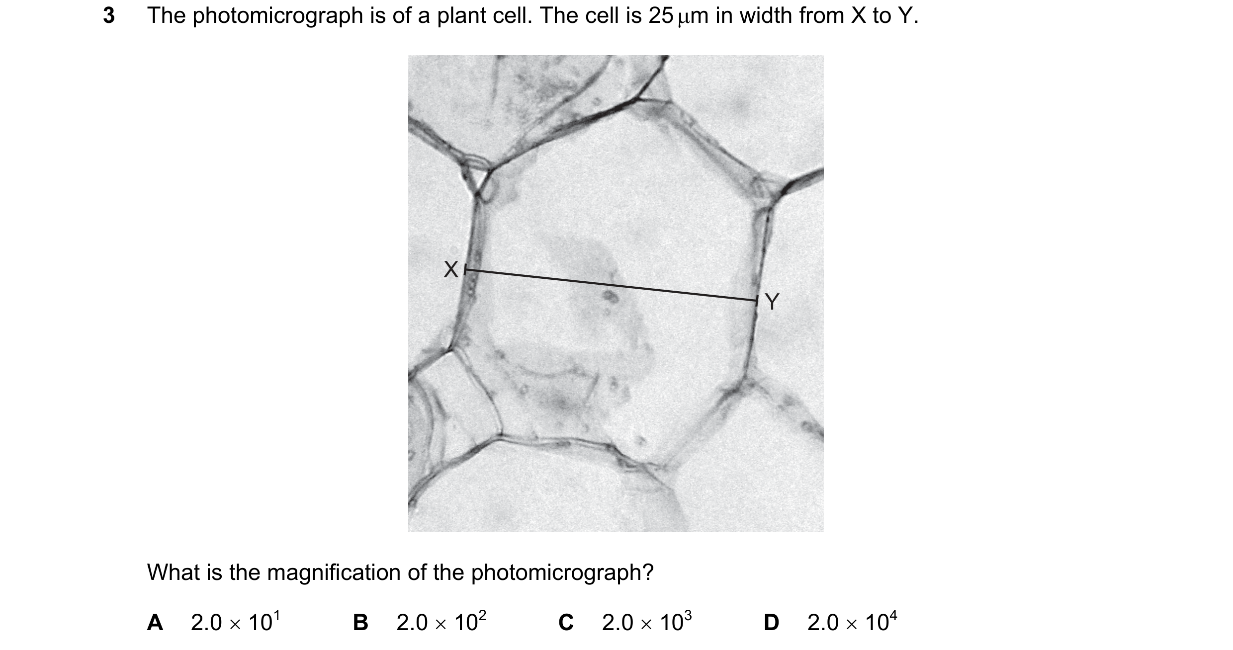 Question 157: The photomicrograph is of a plant cell. The cell is 25 µm in width from X to Y. X Y What is the magnification of the photomicrograph? A 2.0…