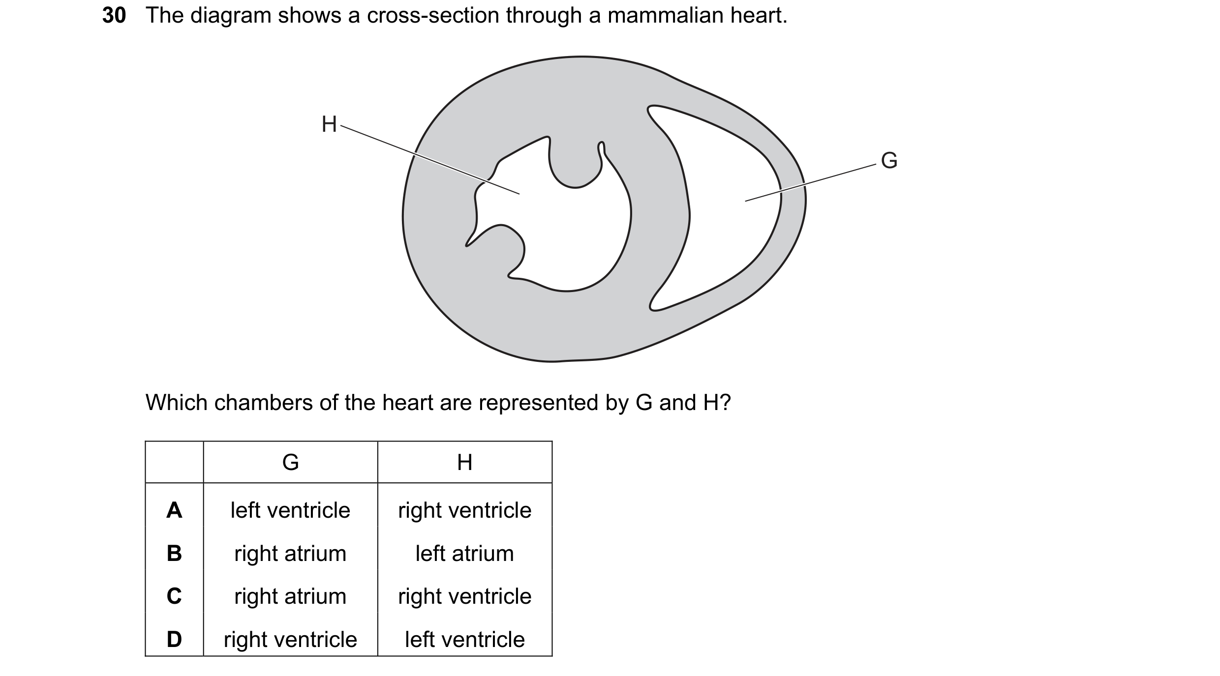 Question 106: The diagram shows a cross-section through a mammalian heart. H G Which chambers of the heart are represented by G and H? G H A left ventric…