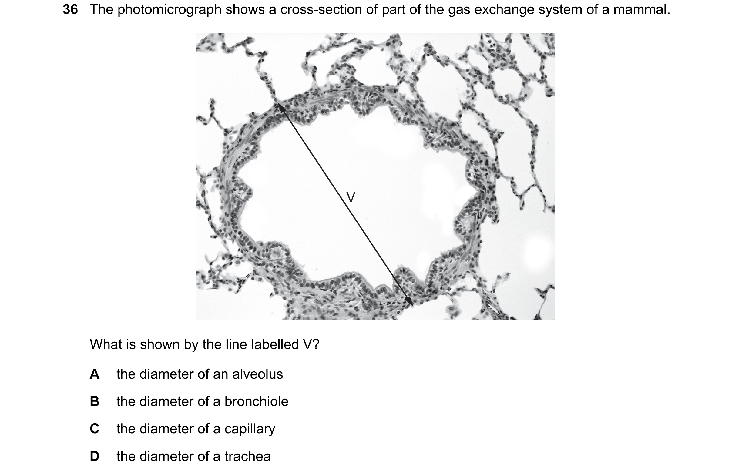 Question 213: The photomicrograph shows a cross-section of part of the gas exchange system of a mammal. V What is shown by the line labelled V? A the dia…