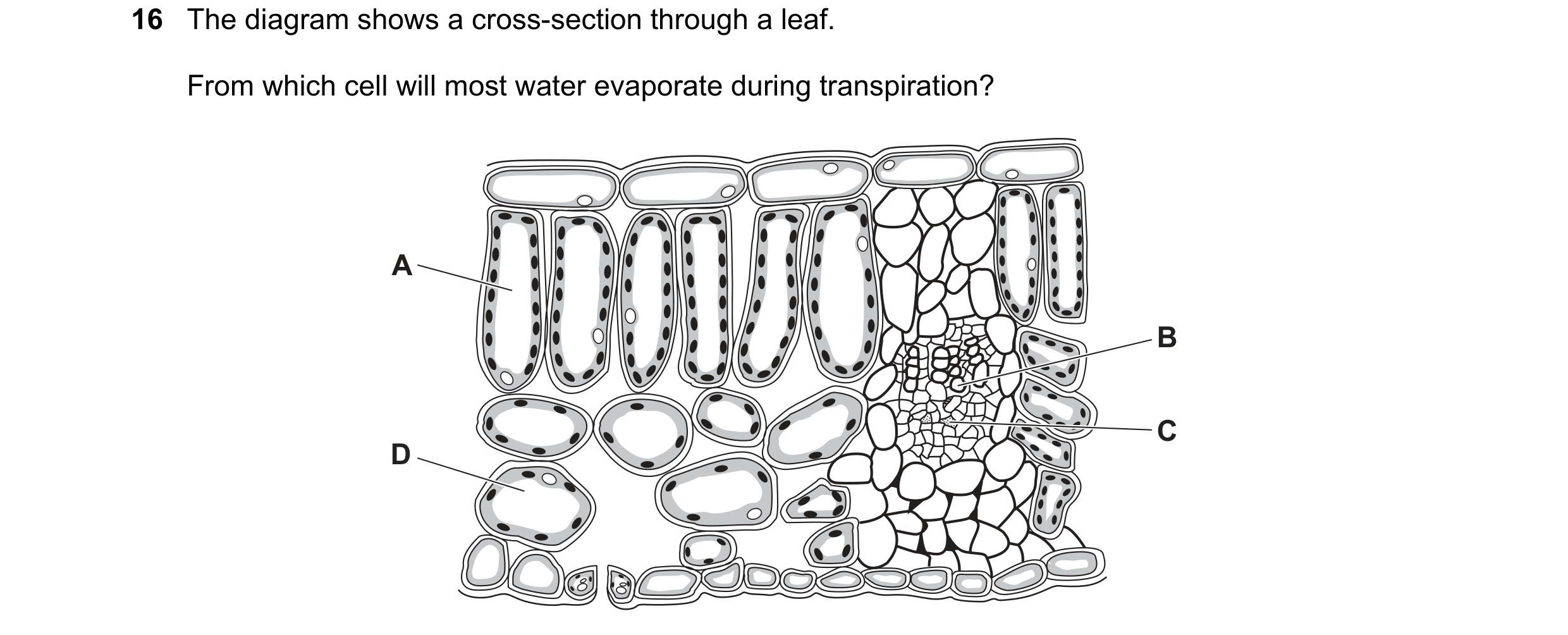 Question 10: The diagram shows a cross-section through a leaf. From which cell will most water evaporate during transpiration? A B C D