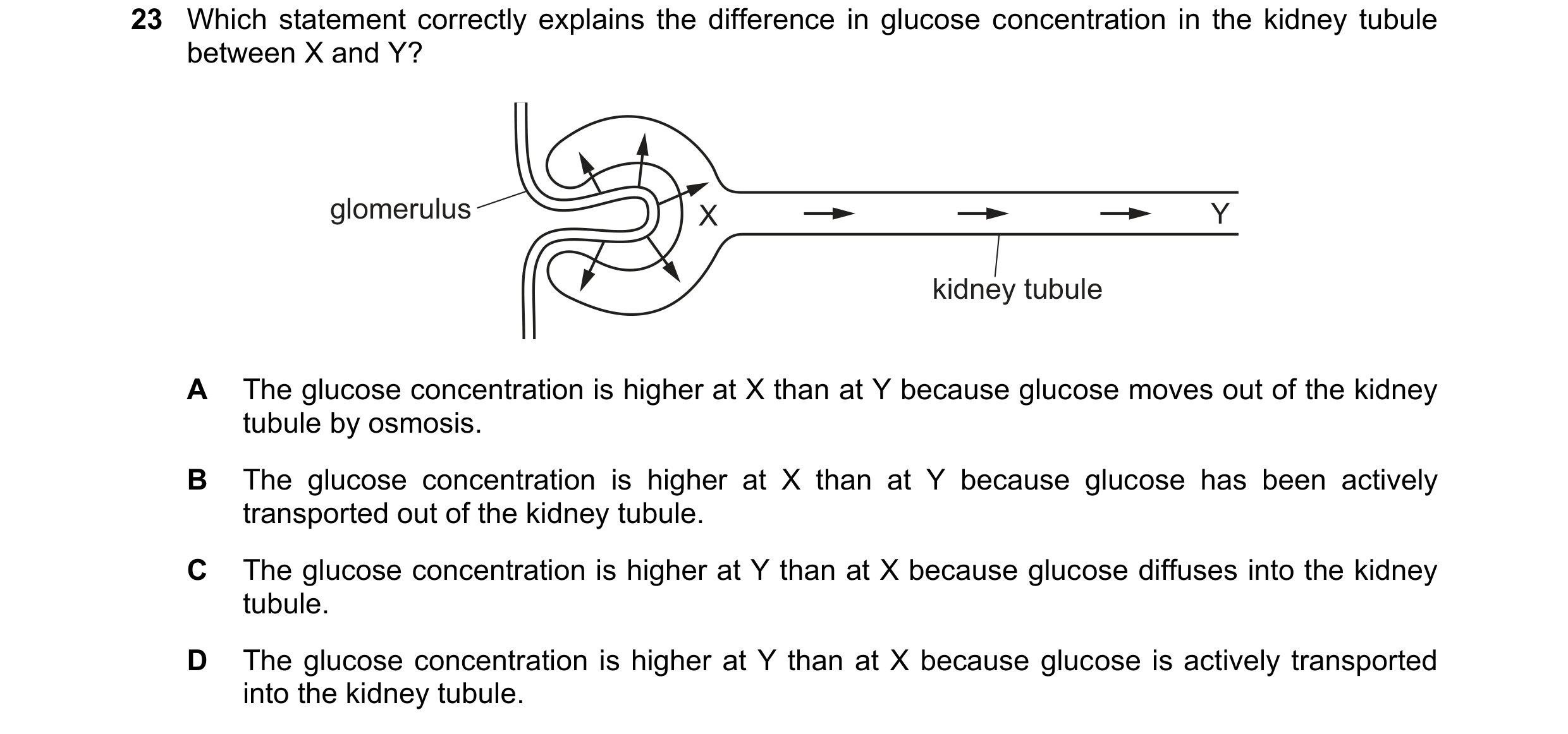 Question 17: Which statement correctly explains the difference in glucose concentration in the kidney tubule between X and Y? glomerulus X Y kidney tubu…