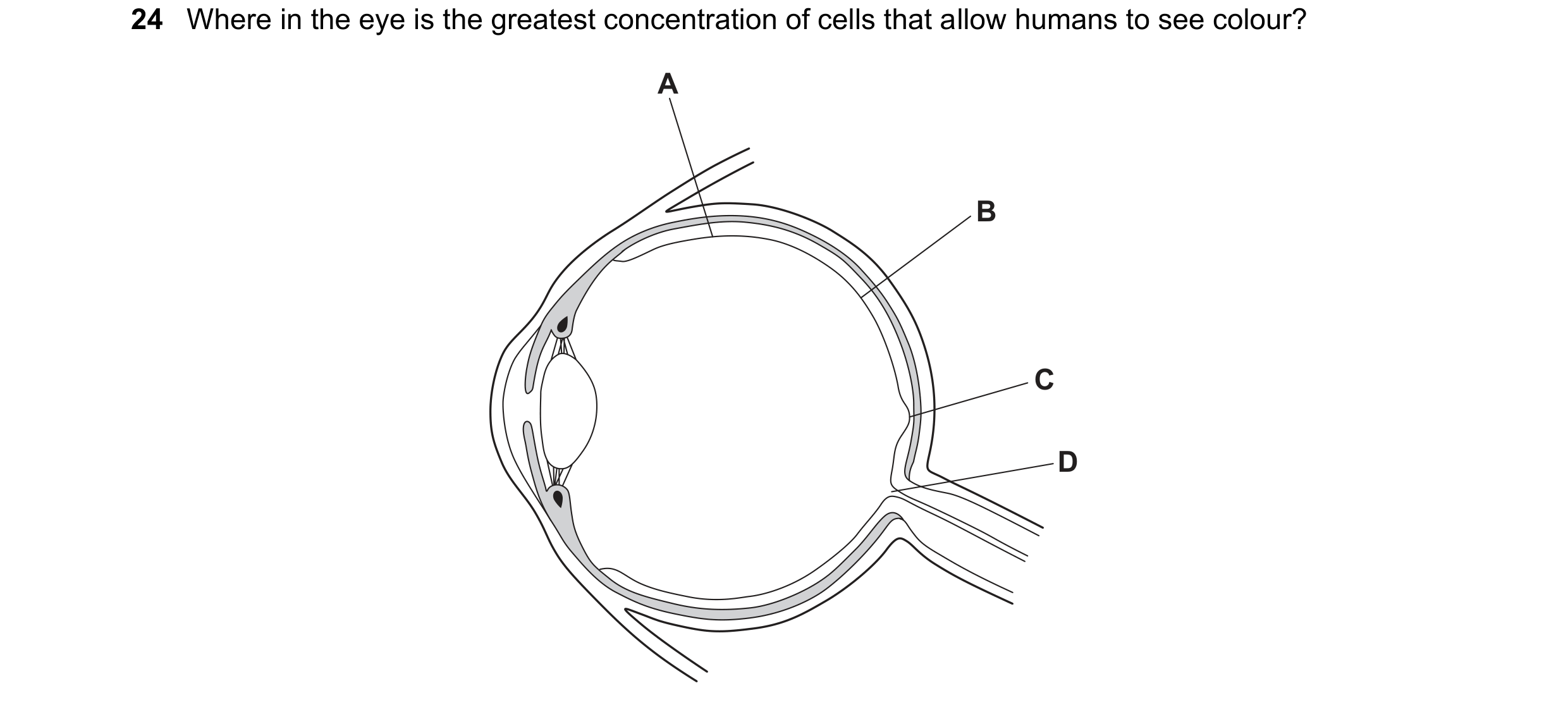 Question 9: Where in the eye is the greatest concentration of cells that allow humans to see colour? A B C D