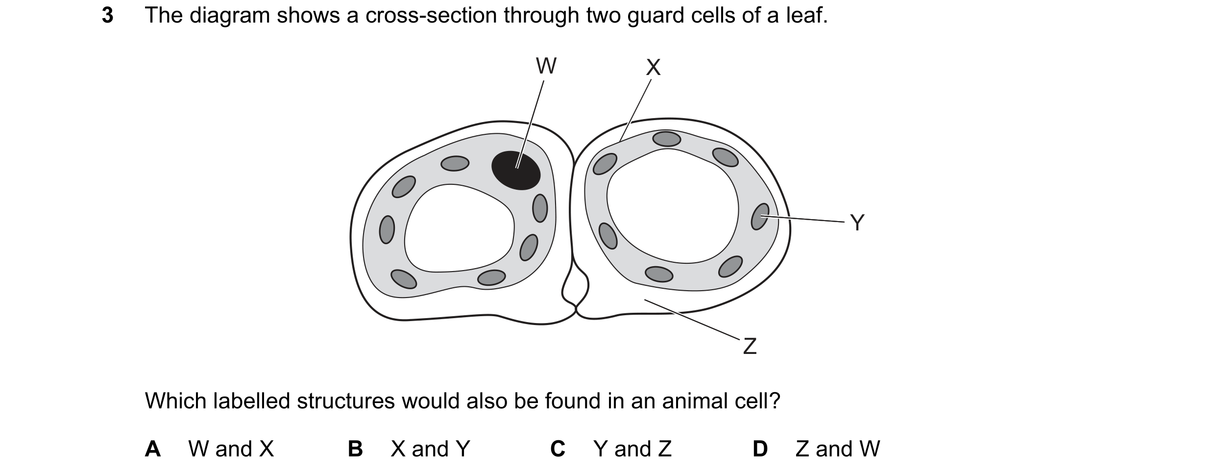 Question 31: The diagram shows a cross-section through two guard cells of a leaf. W X Y Z Which labelled structures would also be found in an animal cel…