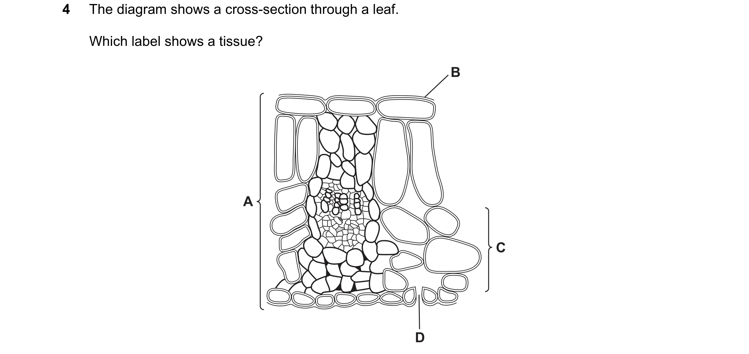 Question 8: The diagram shows a cross-section through a leaf. Which label shows a tissue? B A C D