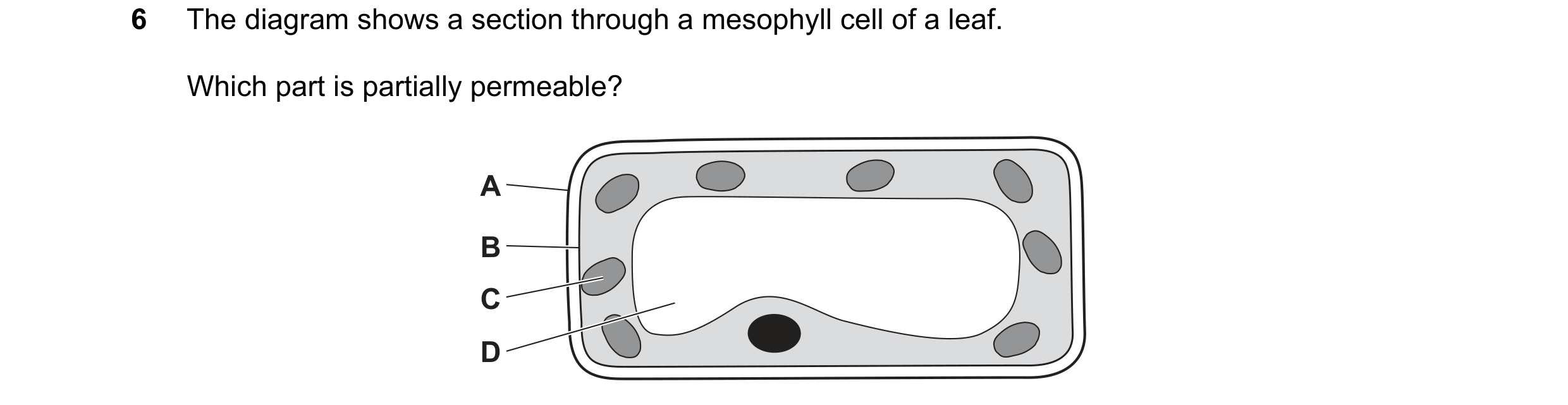 Question 11: The diagram shows a section through a mesophyll cell of a leaf. Which part is partially permeable? A B C D