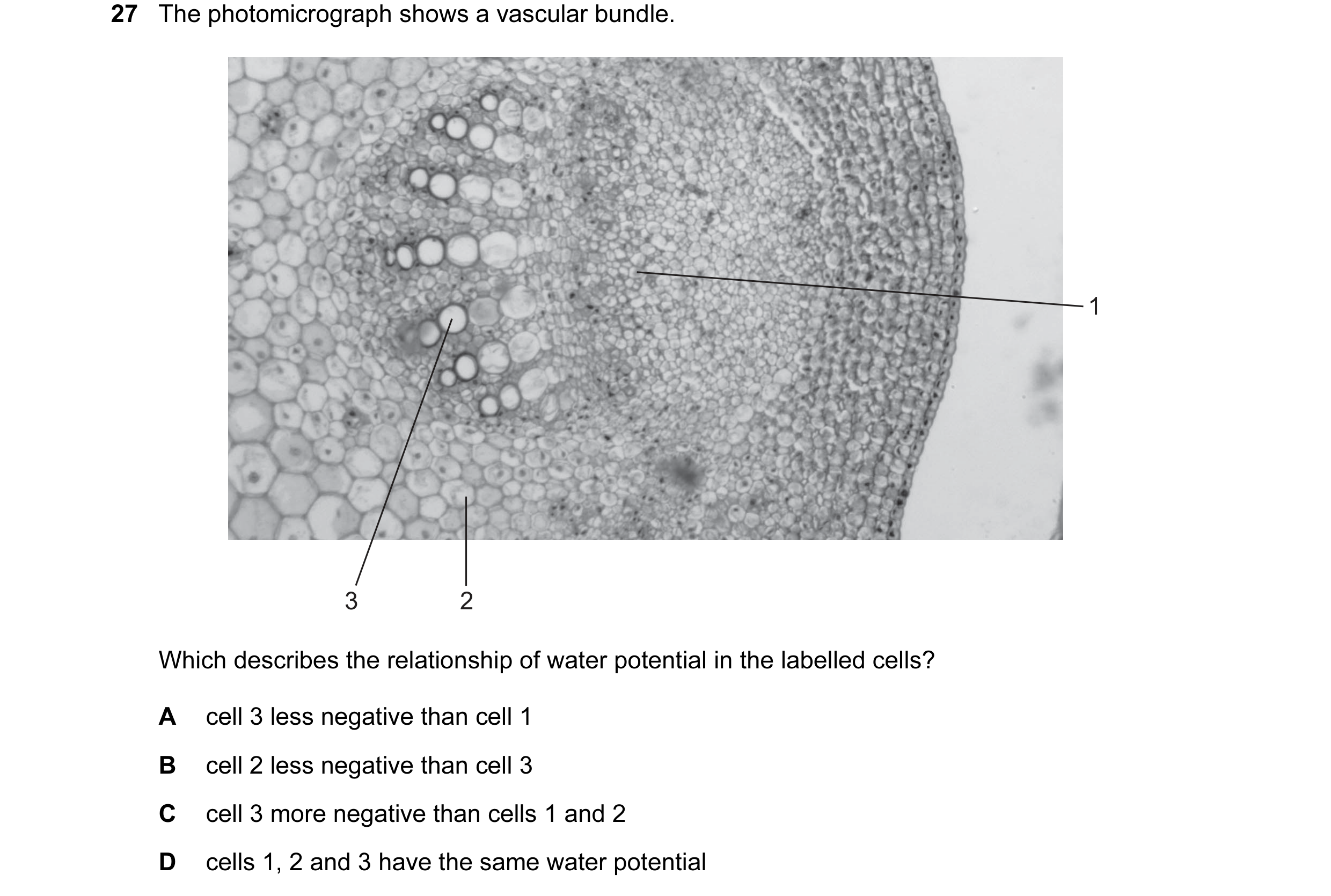 Question 30: The photomicrograph shows a vascular bundle. 1 3 2 Which describes the relationship of water potential in the labelled cells? A cell 3 less…