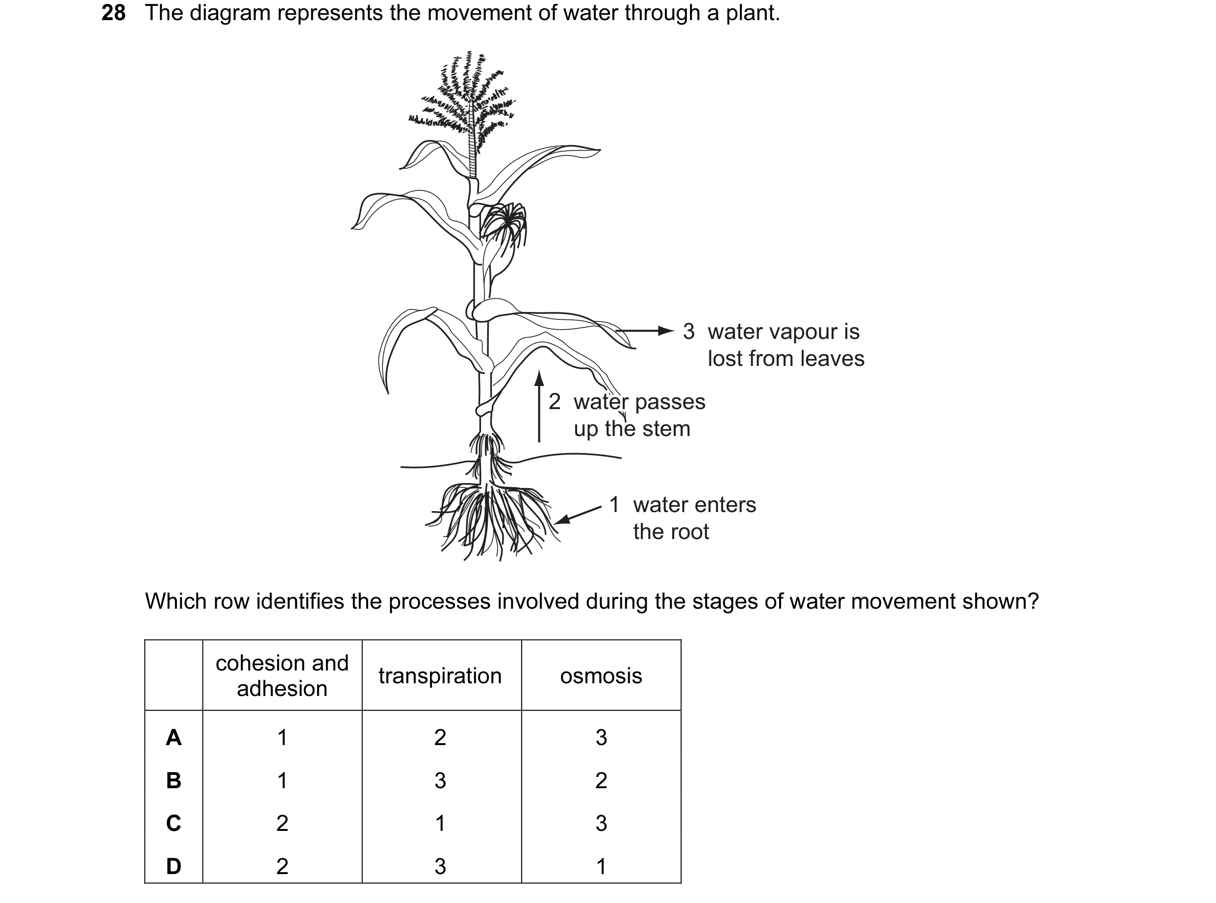 Question 31: The diagram represents the movement of water through a plant. 3  water vapour is lost from leaves 2  water passes 2  water passes 2  water …