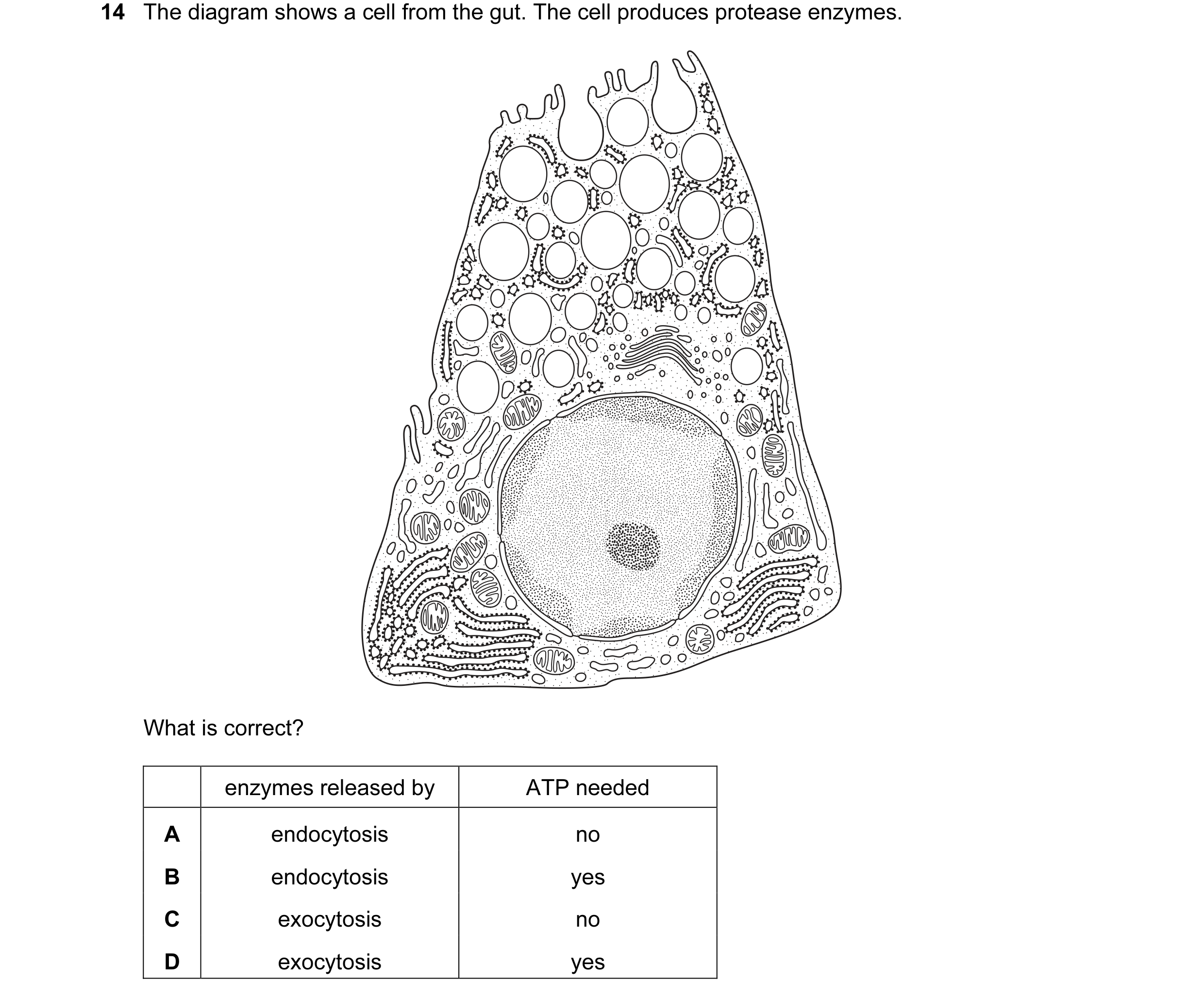 Question 12: The diagram shows a cell from the gut. The cell produces protease enzymes. What is correct? enzymes released by ATP needed A endocytosis no…