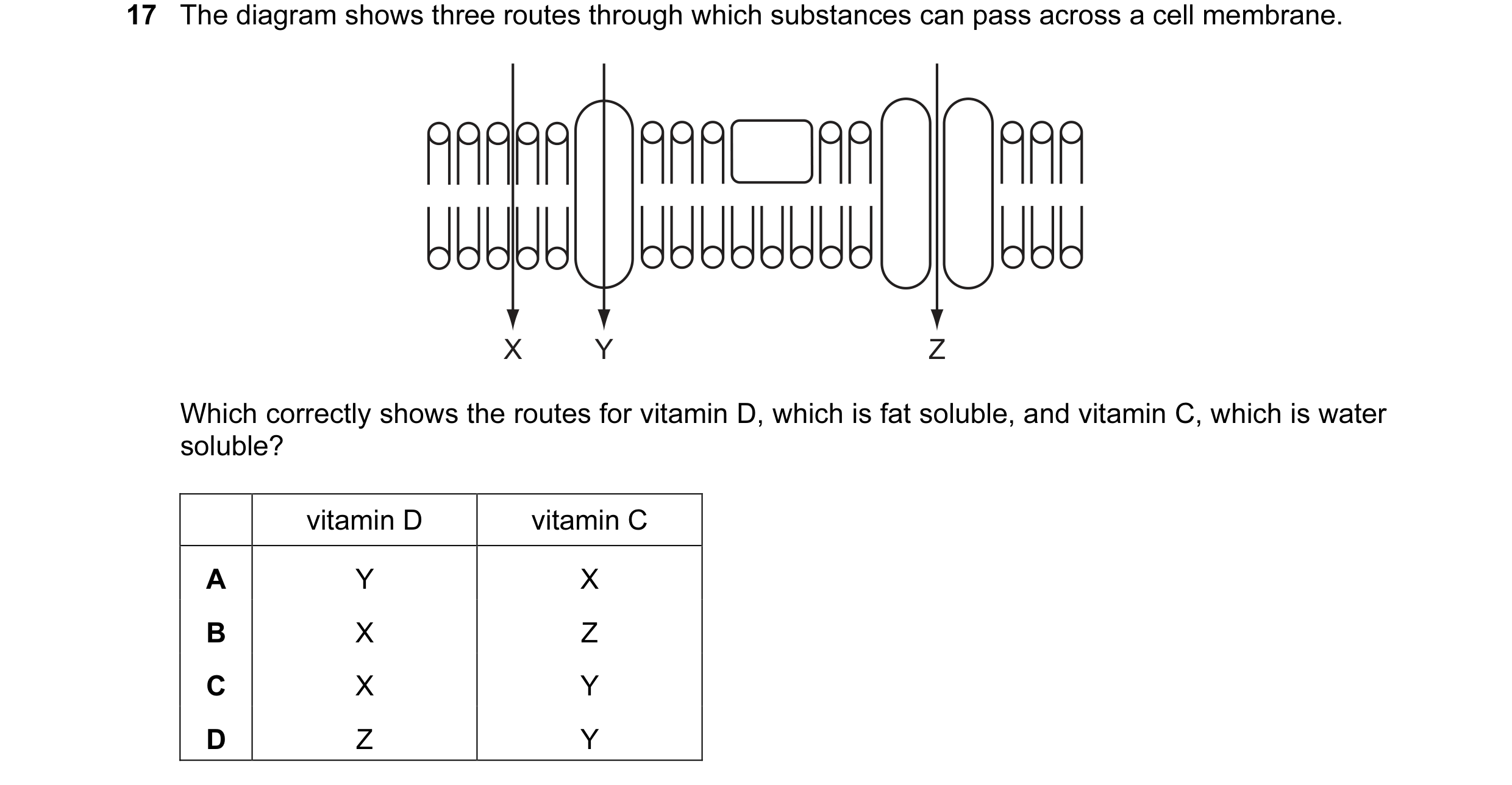 Question 14: The diagram shows three routes through which substances can pass across a cell membrane. X Y Z Which correctly shows the routes for vitamin…