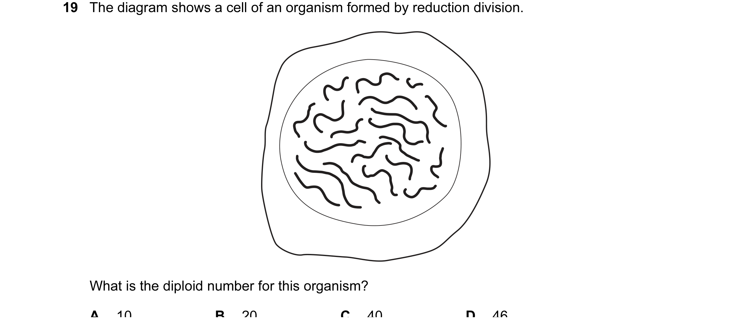 Question 6: The diagram shows a cell of an organism formed by reduction division. What is the diploid number for this organism? A 10 B 20 C 40 D 46