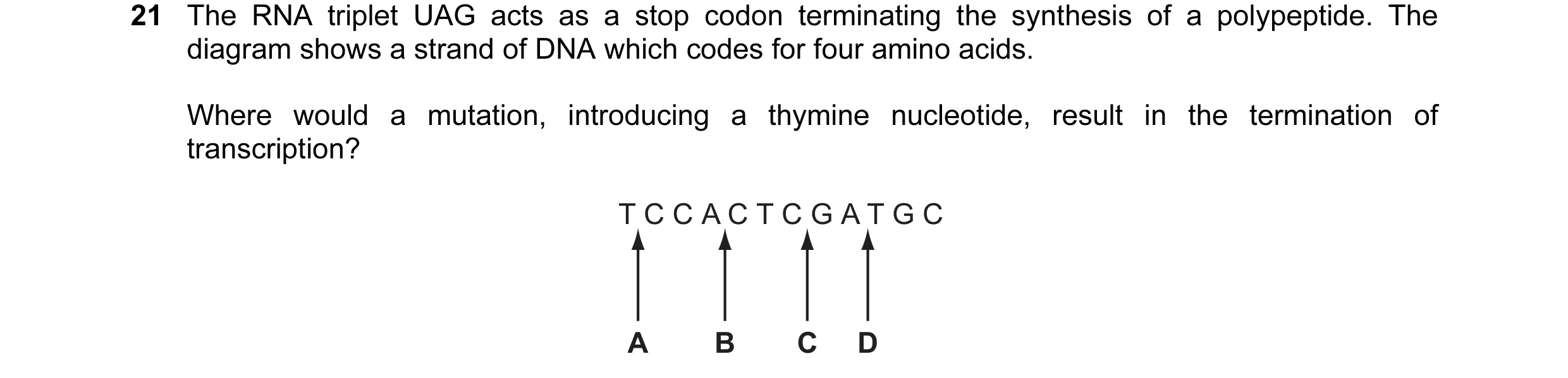 Question 12: The RNA triplet UAG acts as a stop codon terminating the synthesis of a polypeptide. The diagram shows a strand of DNA which codes for four…