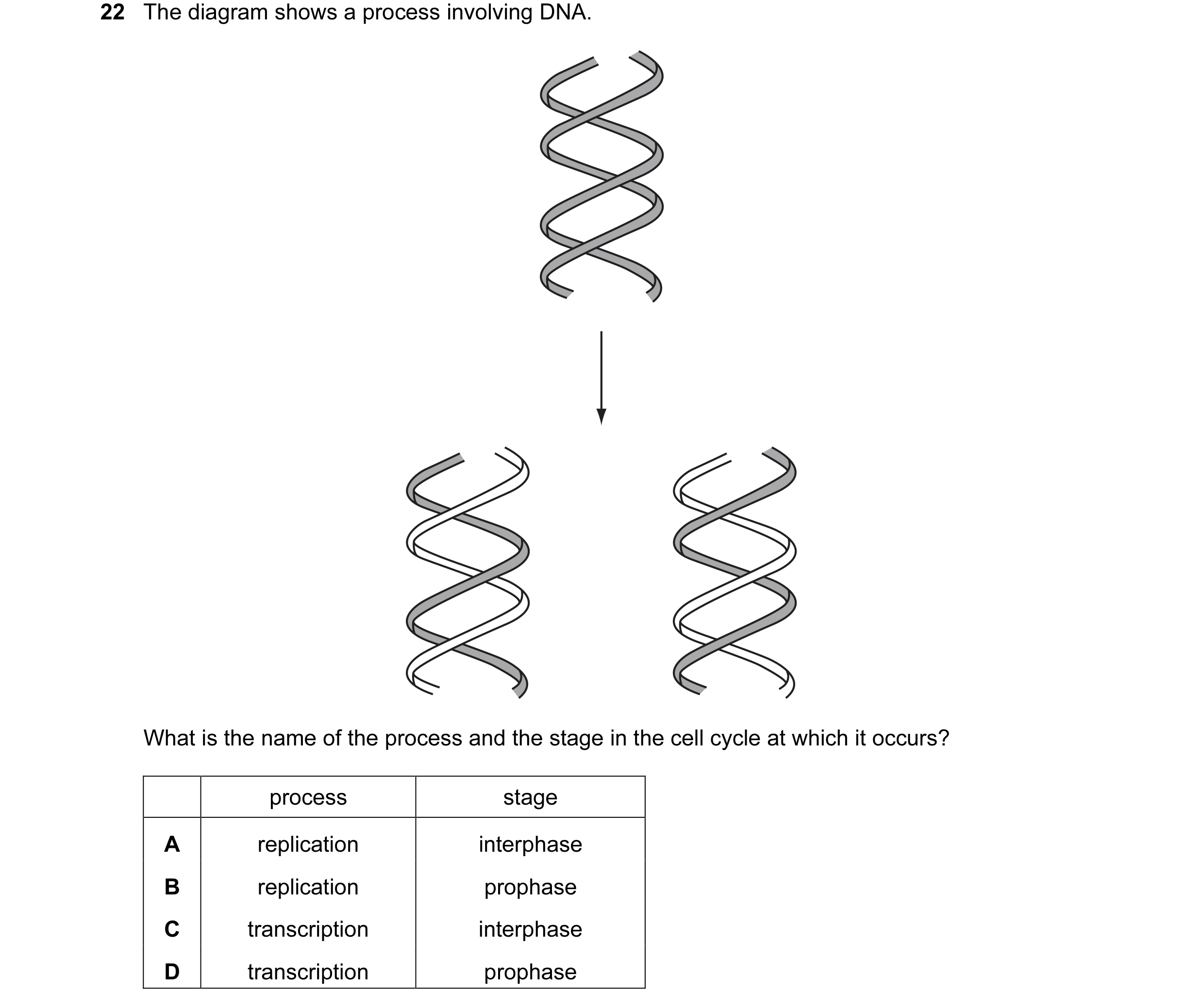 Question 13: The diagram shows a process involving DNA. What is the name of the process and the stage in the cell cycle at which it occurs? process stag…