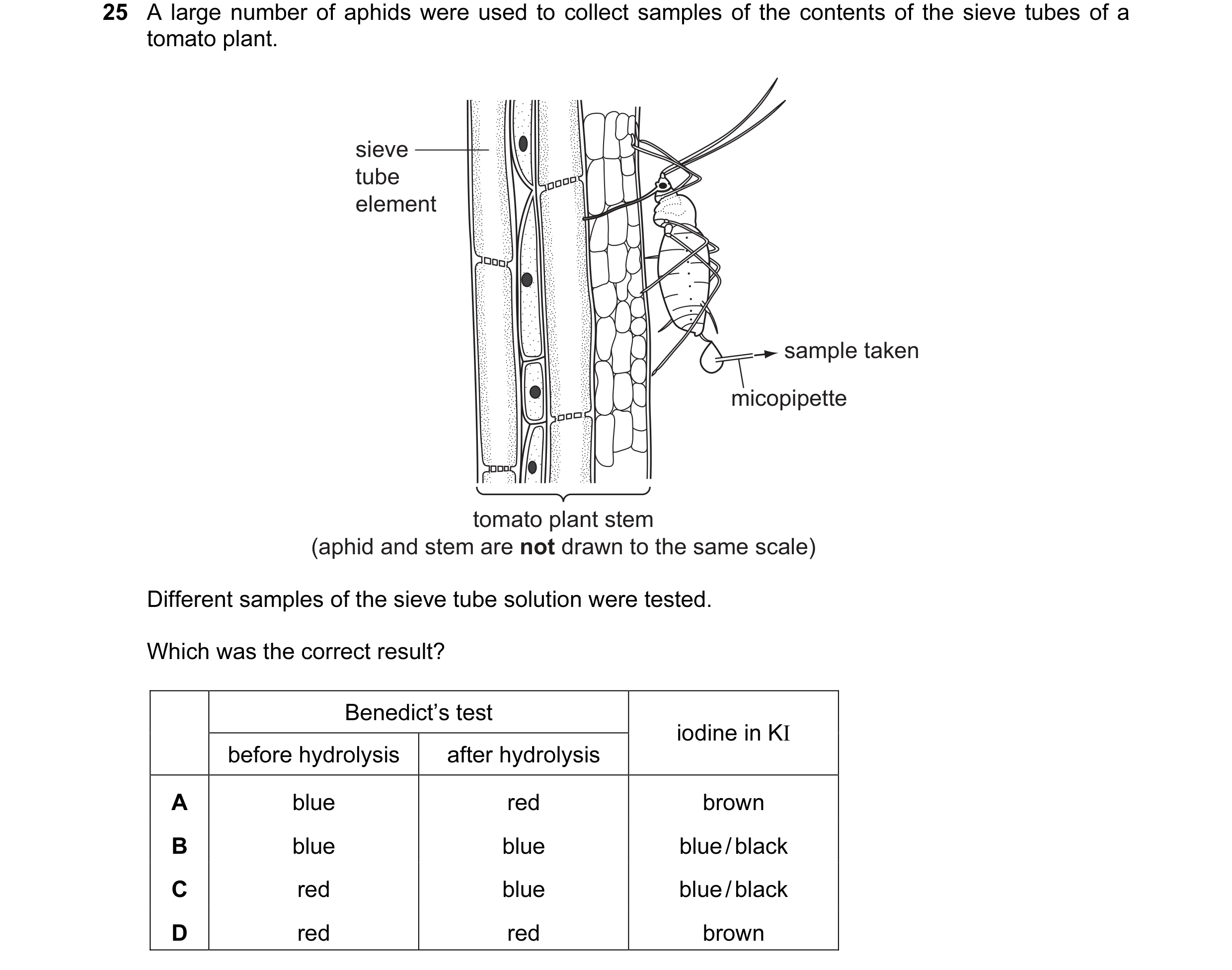 Question 6: A large number of aphids were used to collect samples of the contents of the sieve tubes of a tomato plant. sieve tube element sample taken…