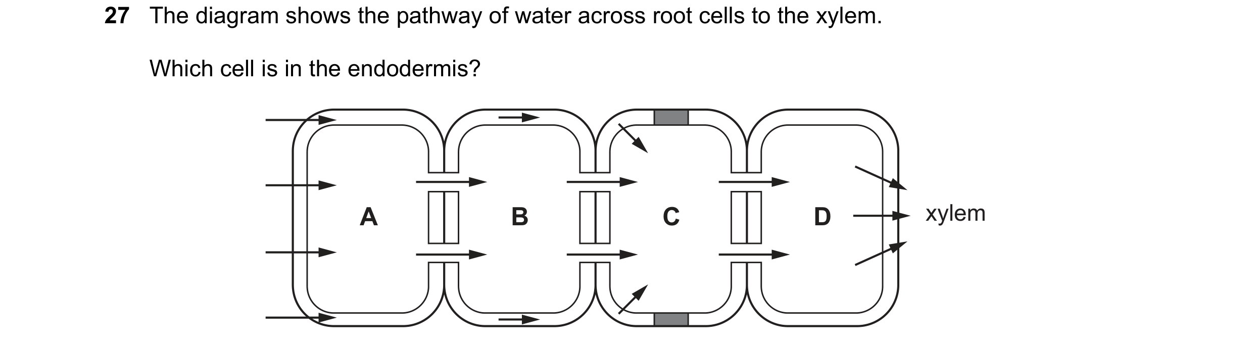 Question 207: The diagram shows the pathway of water across root cells to the xylem. Which cell is in the endodermis? A B C D xylem
