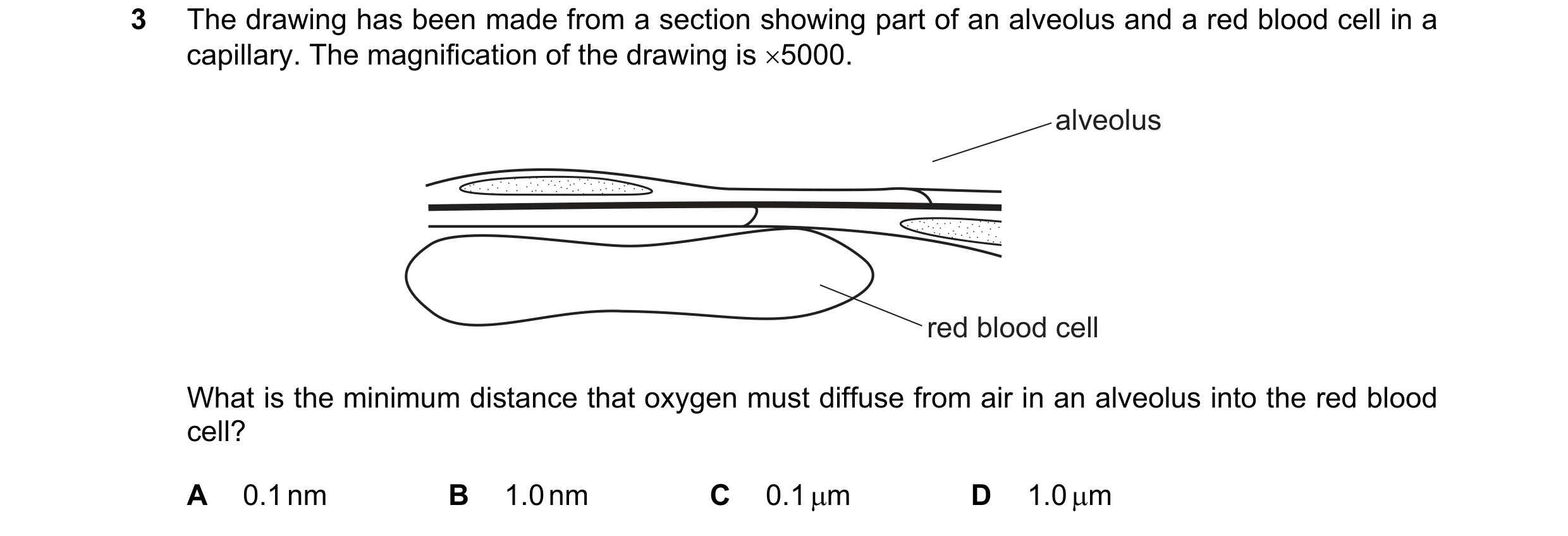 Question 167: The drawing has been made from a section showing part of an alveolus and a red blood cell in a capillary. The magnification of the drawing …