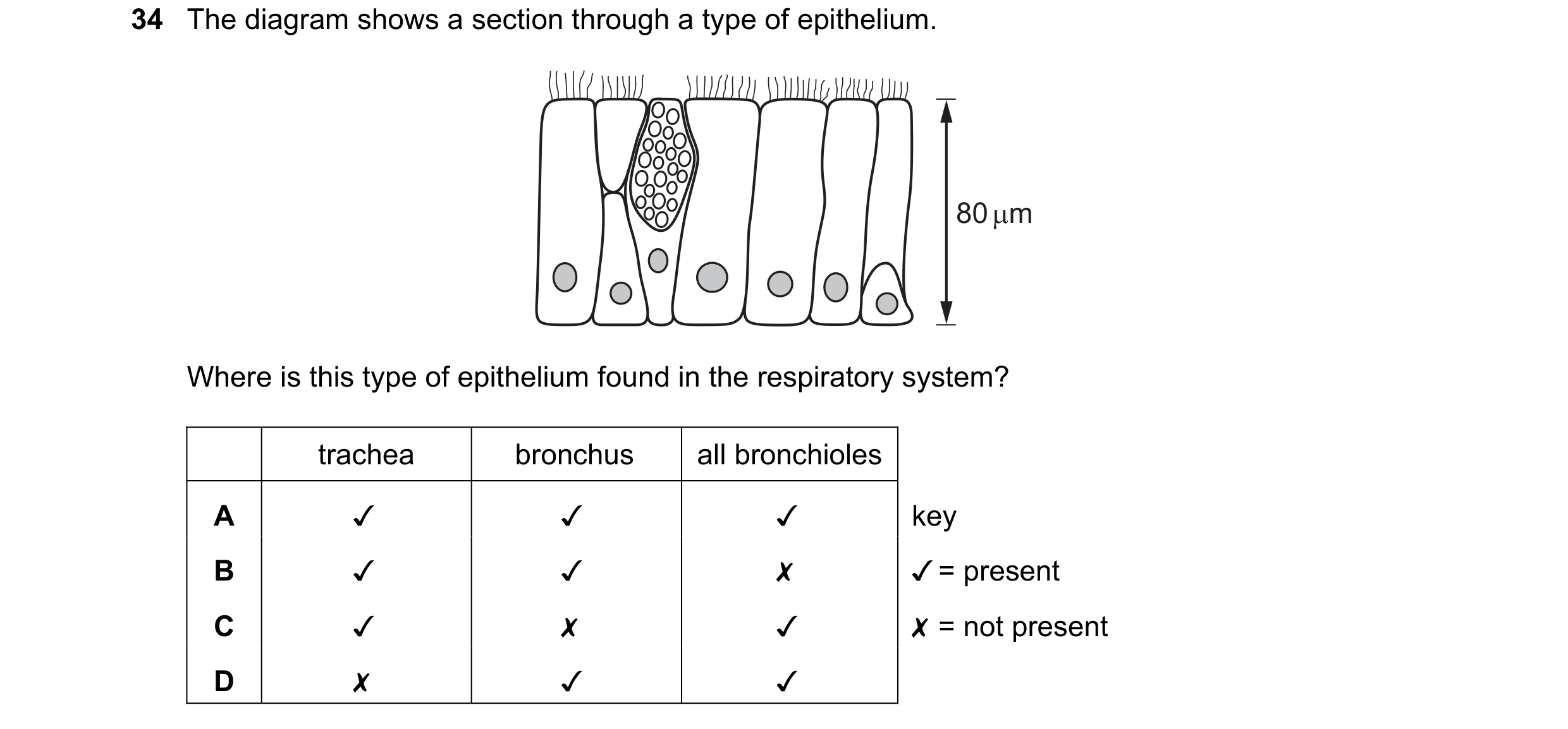 Question 168: The diagram shows a section through a type of epithelium.
Where is this type of epithelium found in the respiratory system?
trachea bronc…