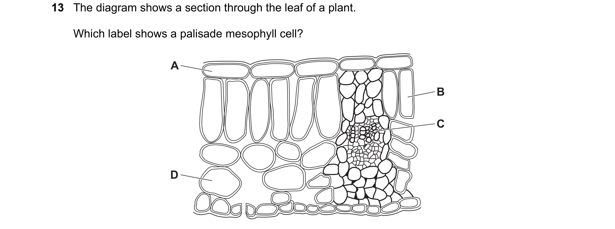 Question 9: The diagram shows a section through the leaf of a plant. Which label shows a palisade mesophyll cell? A B C D