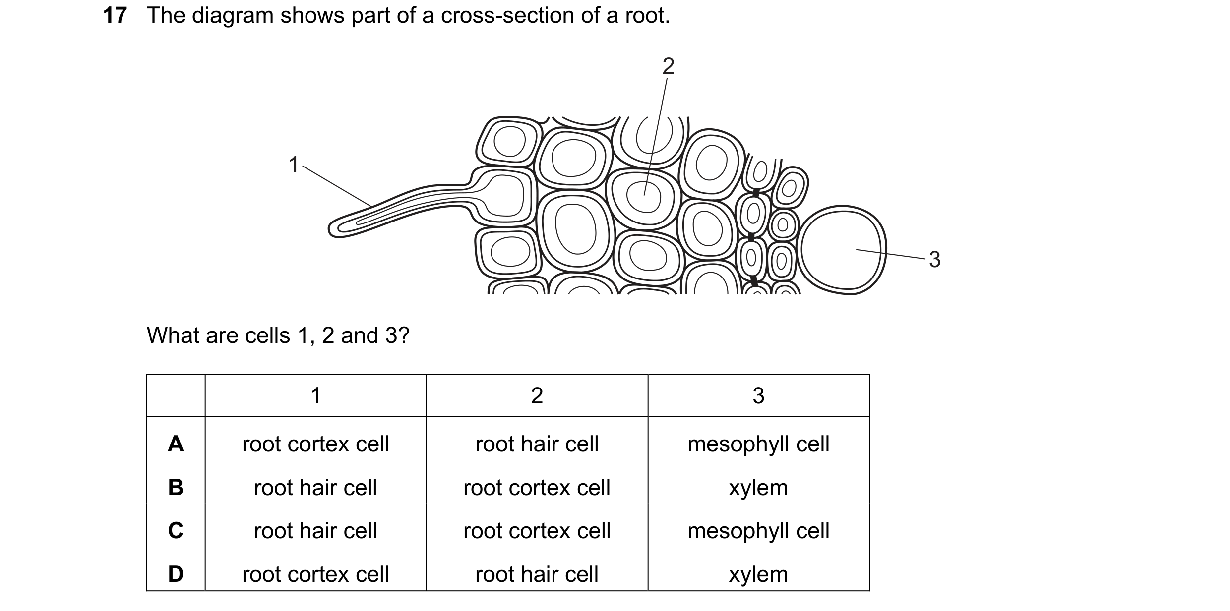 Question 7: The diagram shows part of a cross-section of a root. 2 1 3 What are cells 1, 2 and 3? 1 2 3 A root cortex cell root hair cell mesophyll cel…