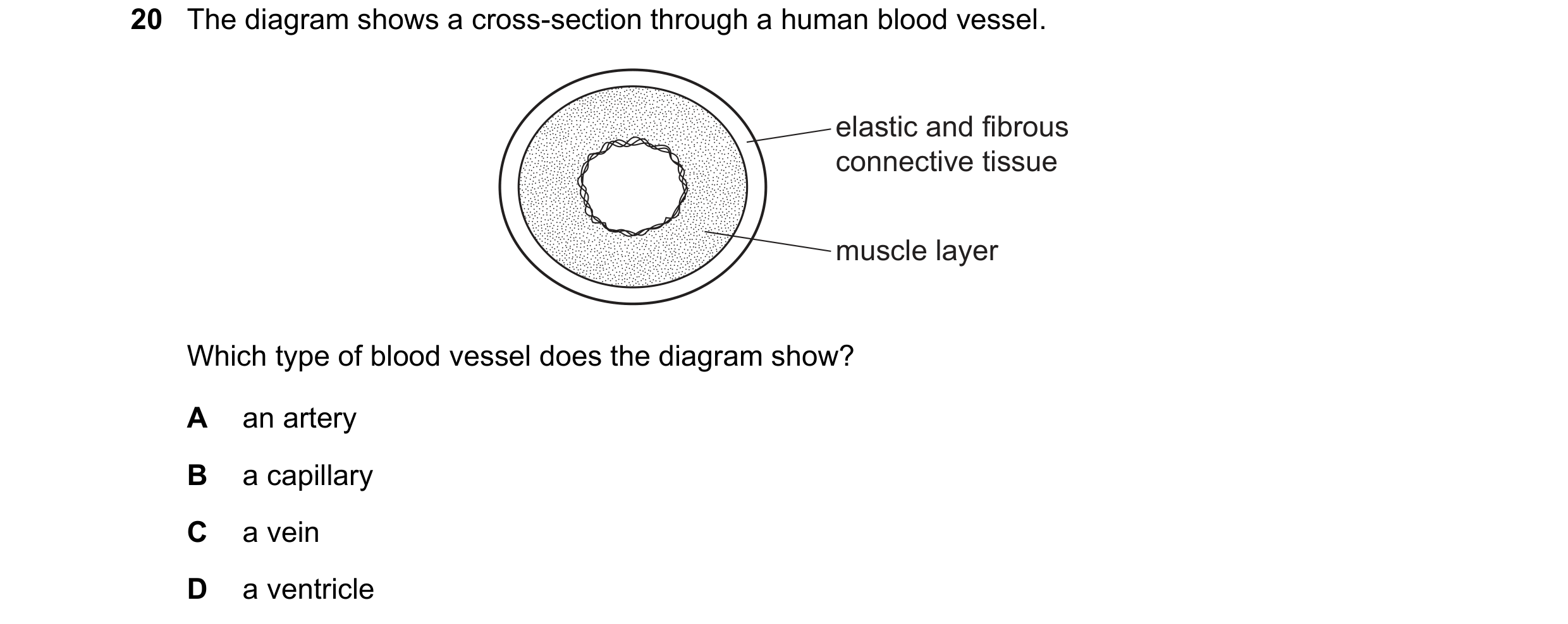 Question 9: The diagram shows a cross-section through a human blood vessel. elastic and fibrous connective tissue muscle layer Which type of blood vess…