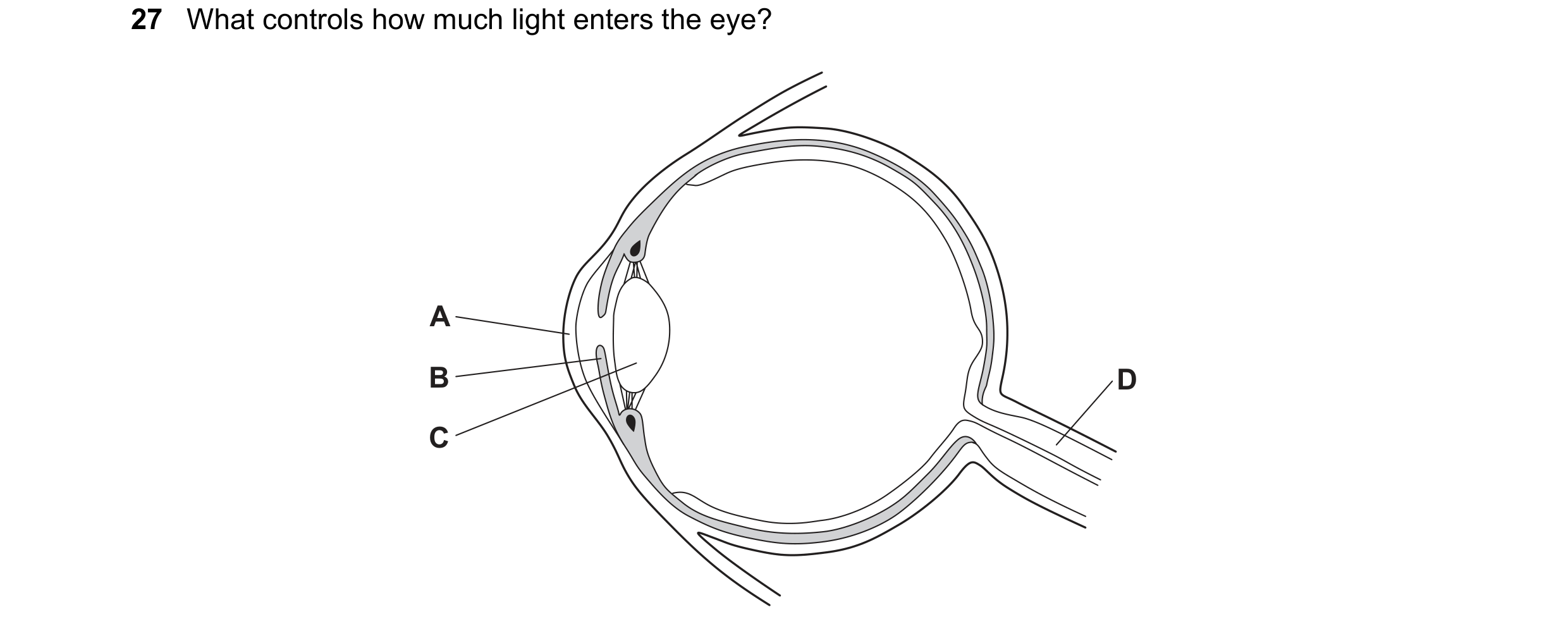 Question 16: What controls how much light enters the eye? A B D C