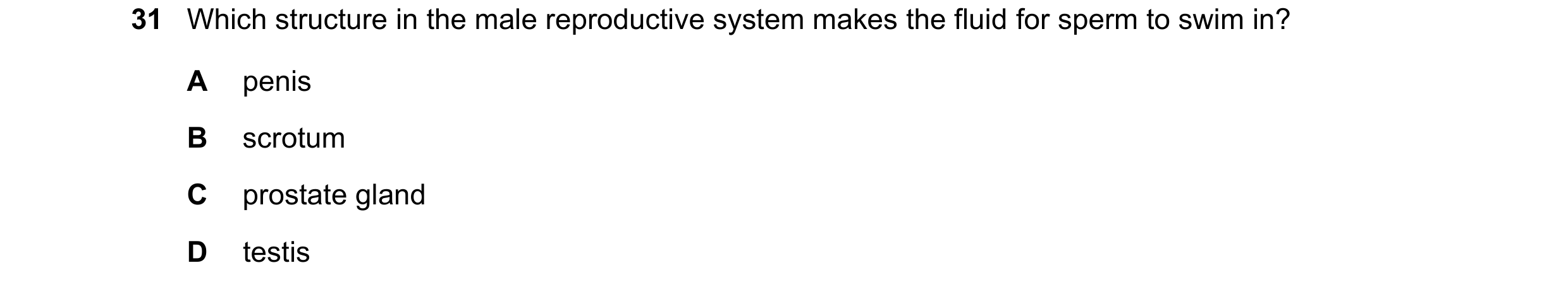 Question 14: Which structure in the male reproductive system makes the fluid for sperm to swim in? A penis B scrotum C prostate gland D testis