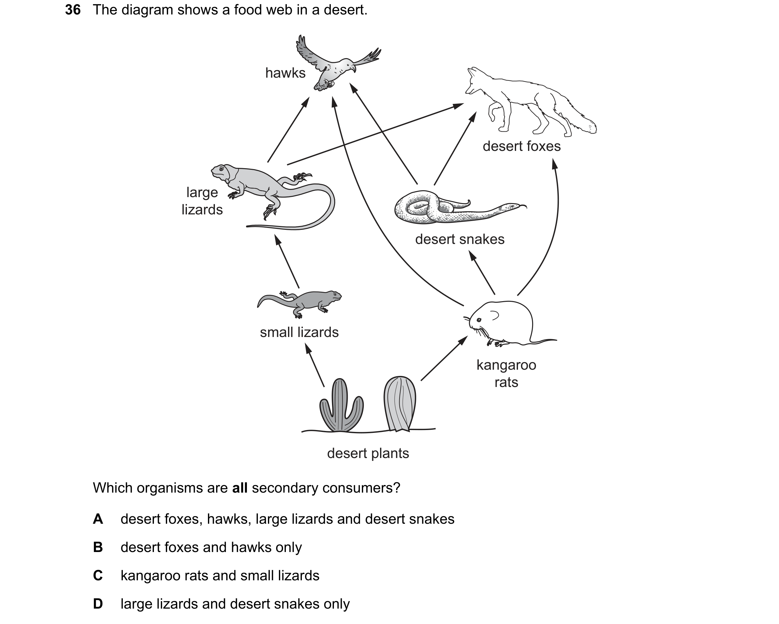 Question 12: The diagram shows a food web in a desert. hawks desert foxes large lizards desert snakes small lizards kangaroo rats desert plants Which or…
