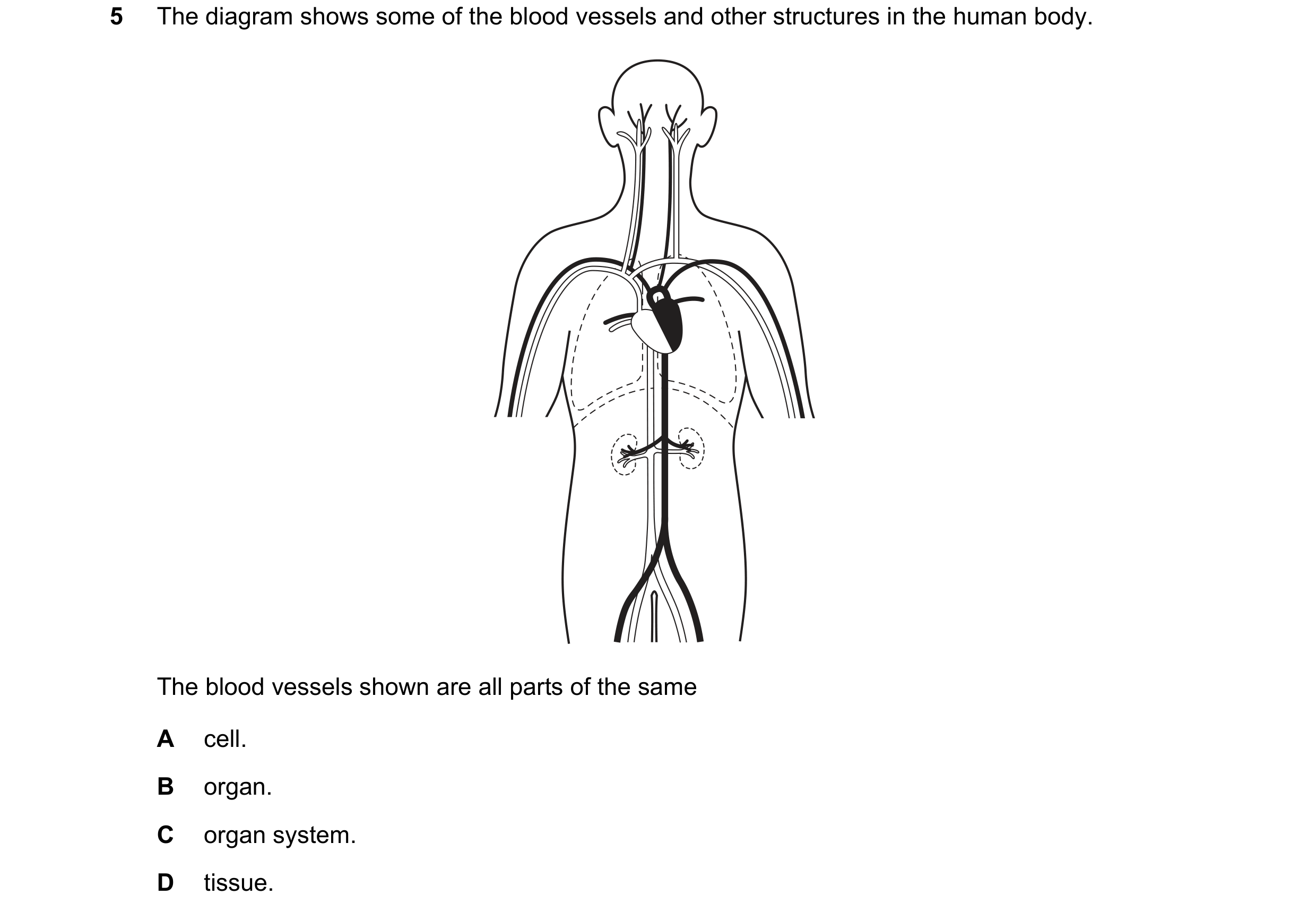 Question 8: The diagram shows some of the blood vessels and other structures in the human body. The blood vessels shown are all parts of the same A cel…