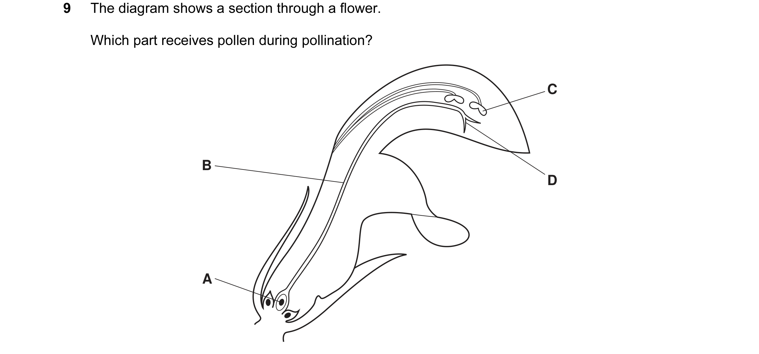 Question 35: The diagram shows a section through a flower. Which part receives pollen during pollination? C B D A