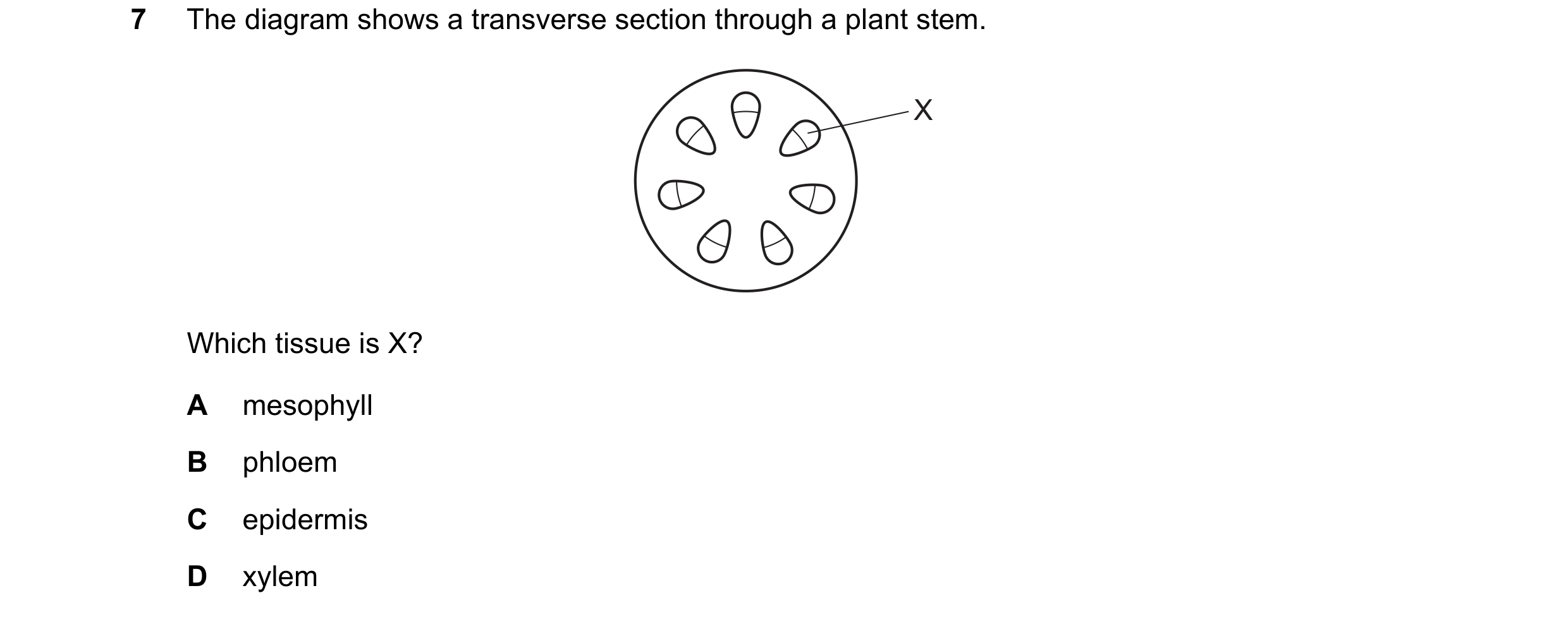 Question 13: The diagram shows a transverse section through a plant stem. X Which tissue is X? A mesophyll B phloem C epidermis D xylem