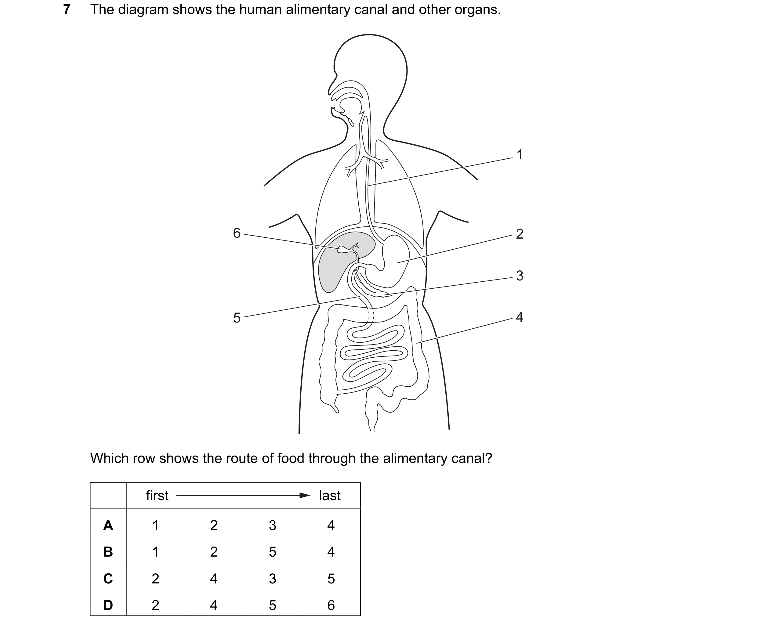 Question 47: The diagram shows the human alimentary canal and other organs. 1 6 2 3 5 4 Which row shows the route of food through the alimentary canal? …