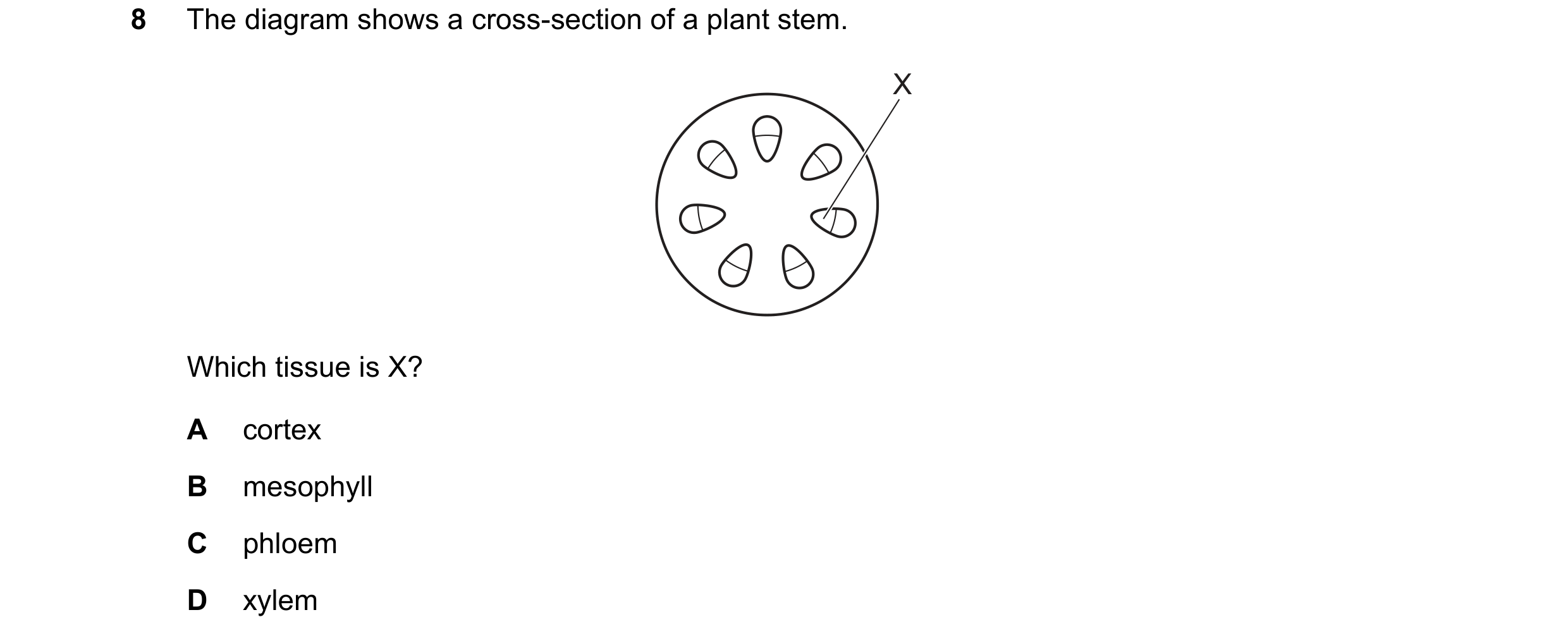 Question 22: The diagram shows a cross-section of a plant stem. X Which tissue is X? A cortex B mesophyll C phloem D xylem
