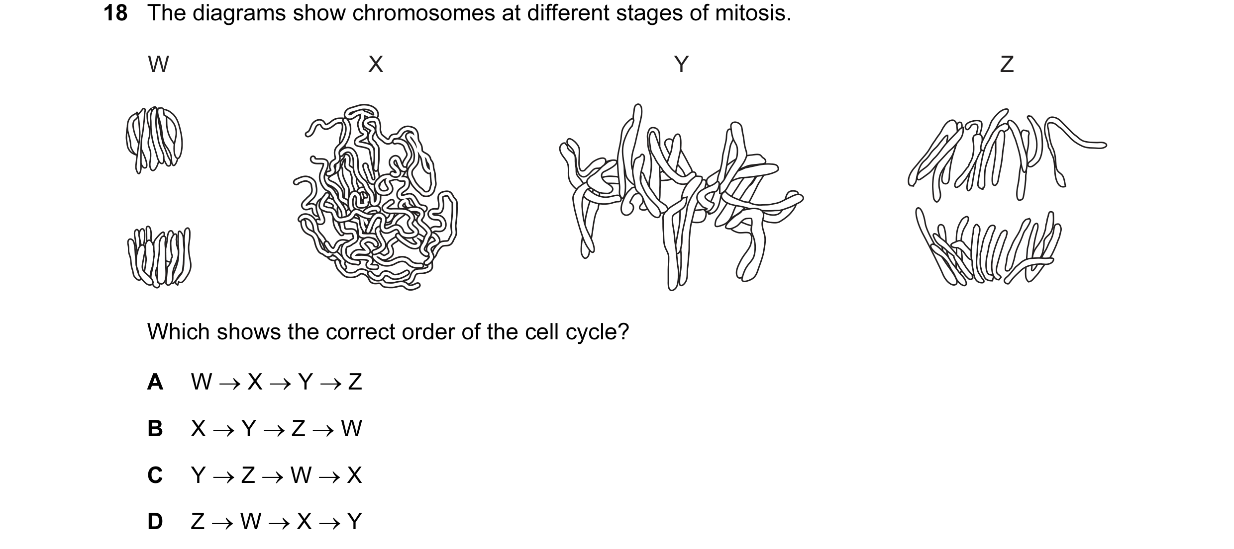 Question 41: The diagrams show chromosomes at different stages of mitosis. W X Y Z Which shows the correct order of the cell cycle? A W → X → Y → Z B X …