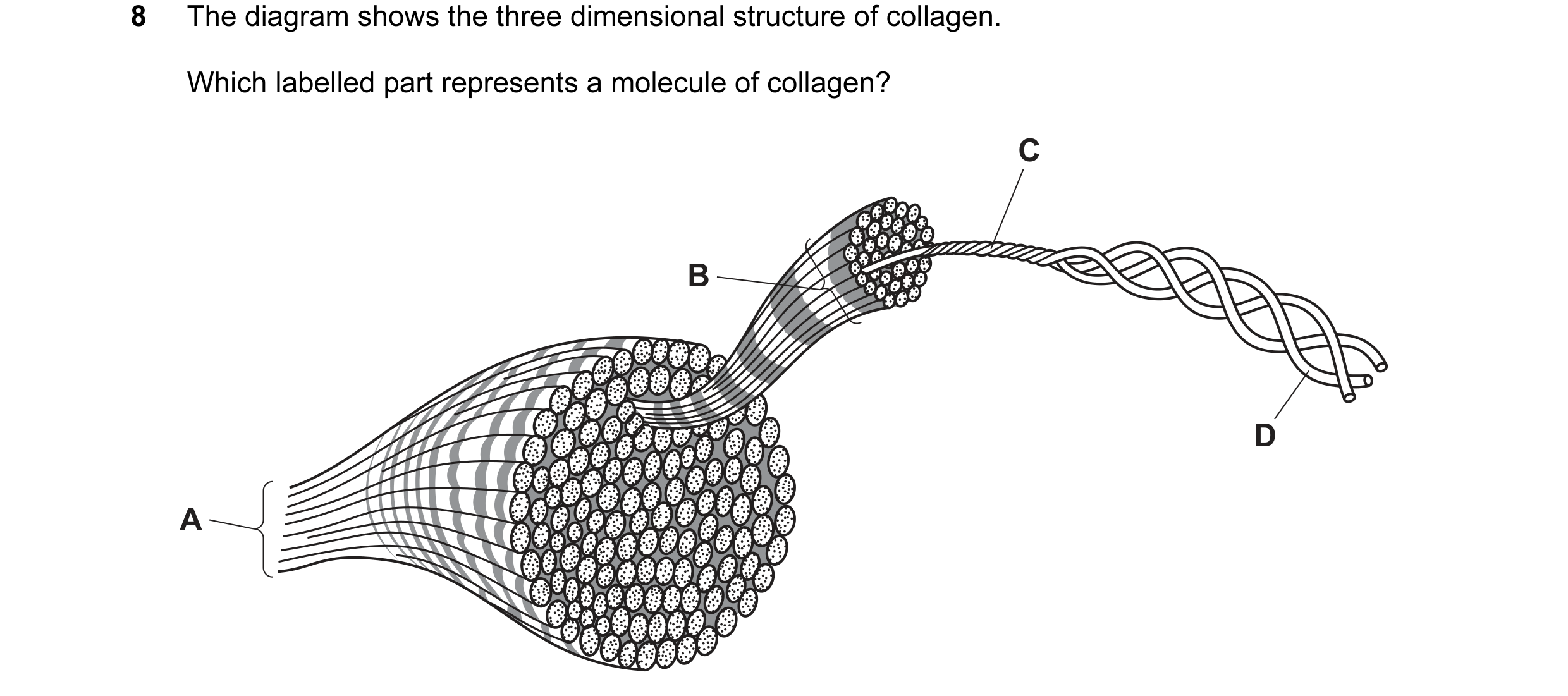 Question 93: The diagram shows the three dimensional structure of collagen. Which labelled part represents a molecule of collagen? C B D A