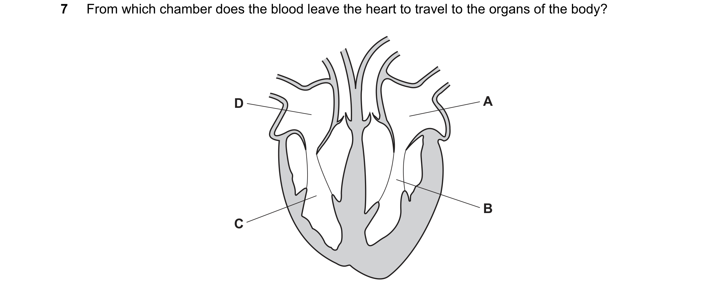 Question 21: From which chamber does the blood leave the heart to travel to the organs of the body? D A B C