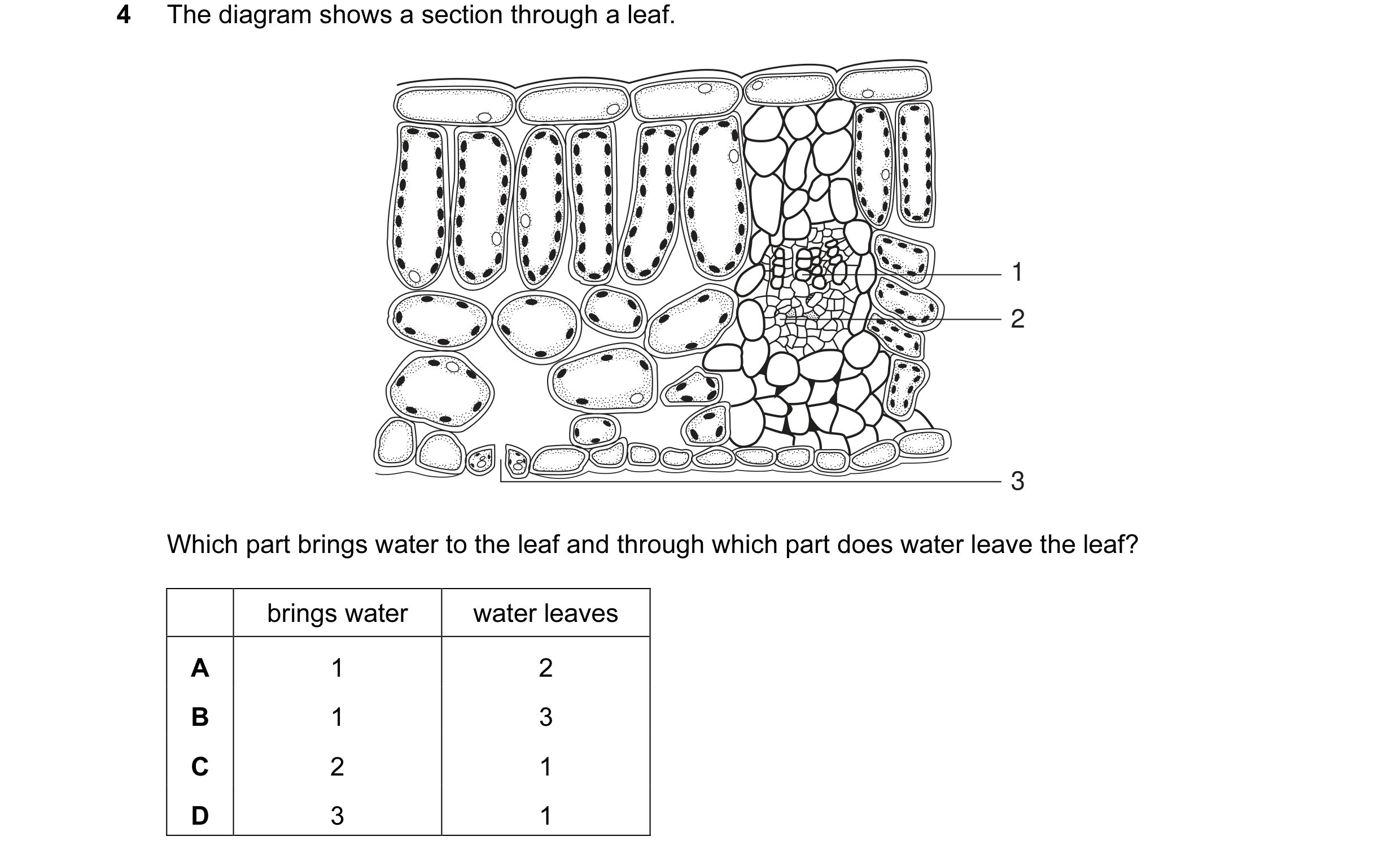 Question 5: The diagram shows a section through a leaf. 1 2 3 Which part brings water to the leaf and through which part does water leave the leaf? bri…