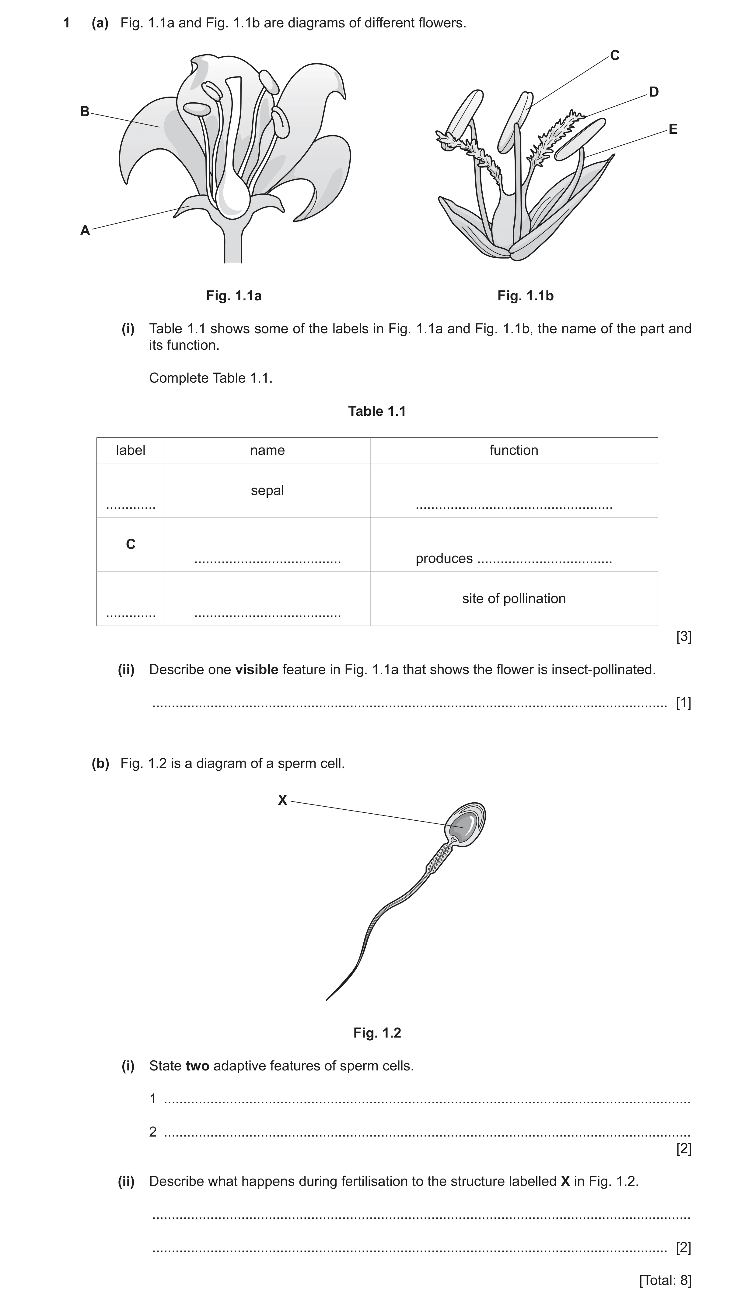 Question 21: (a) Fig. 1.1a and Fig. 1.1b are diagrams of different flowers. C D B E A Fig. 1.1a Fig. 1.1b (i) Table 1.1 shows some of the labels in Fig.…