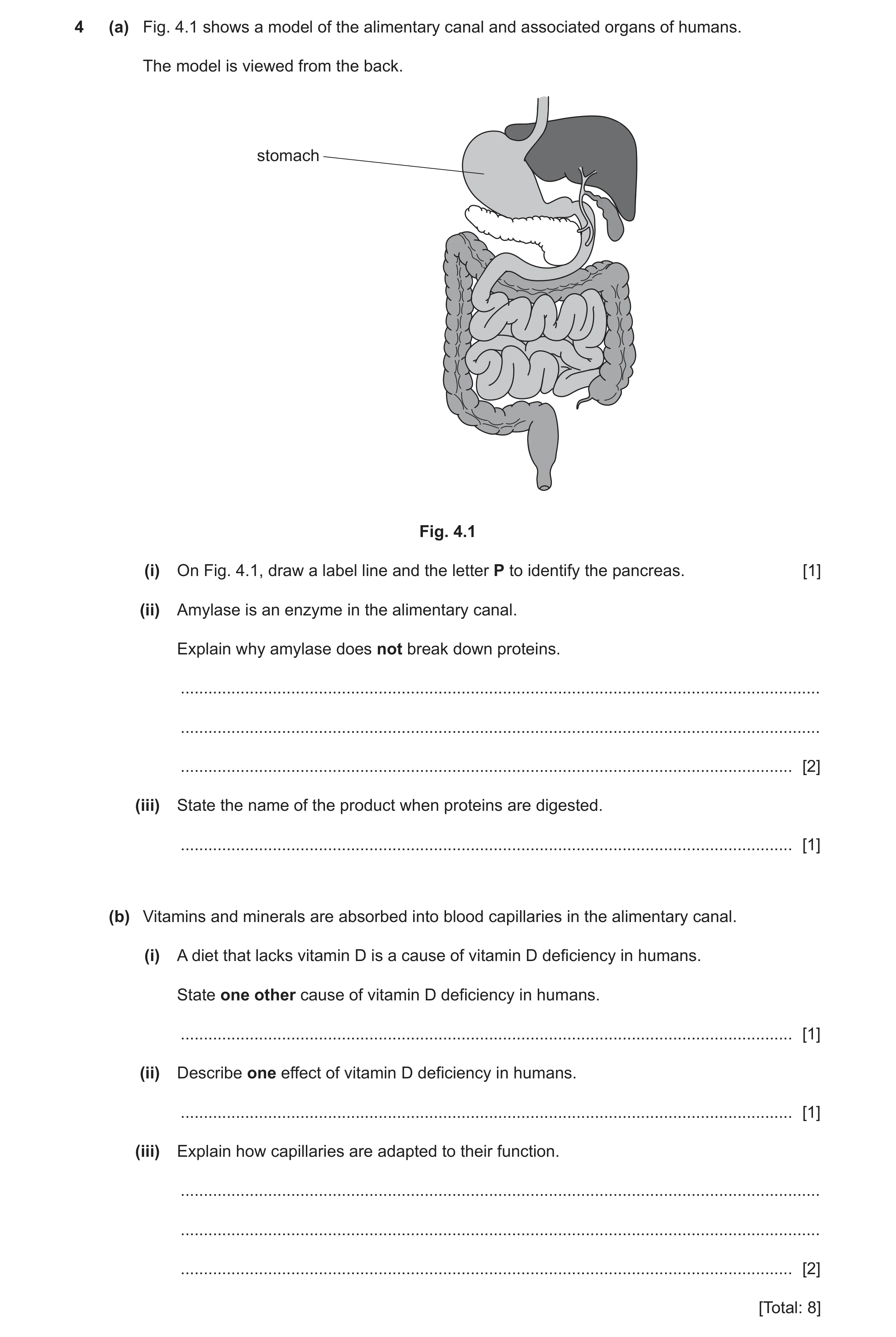 Question 13: (a) Fig. 4.1 shows a model of the alimentary canal and associated organs of humans. The model is viewed from the back. stomach Fig. 4.1 (i)…