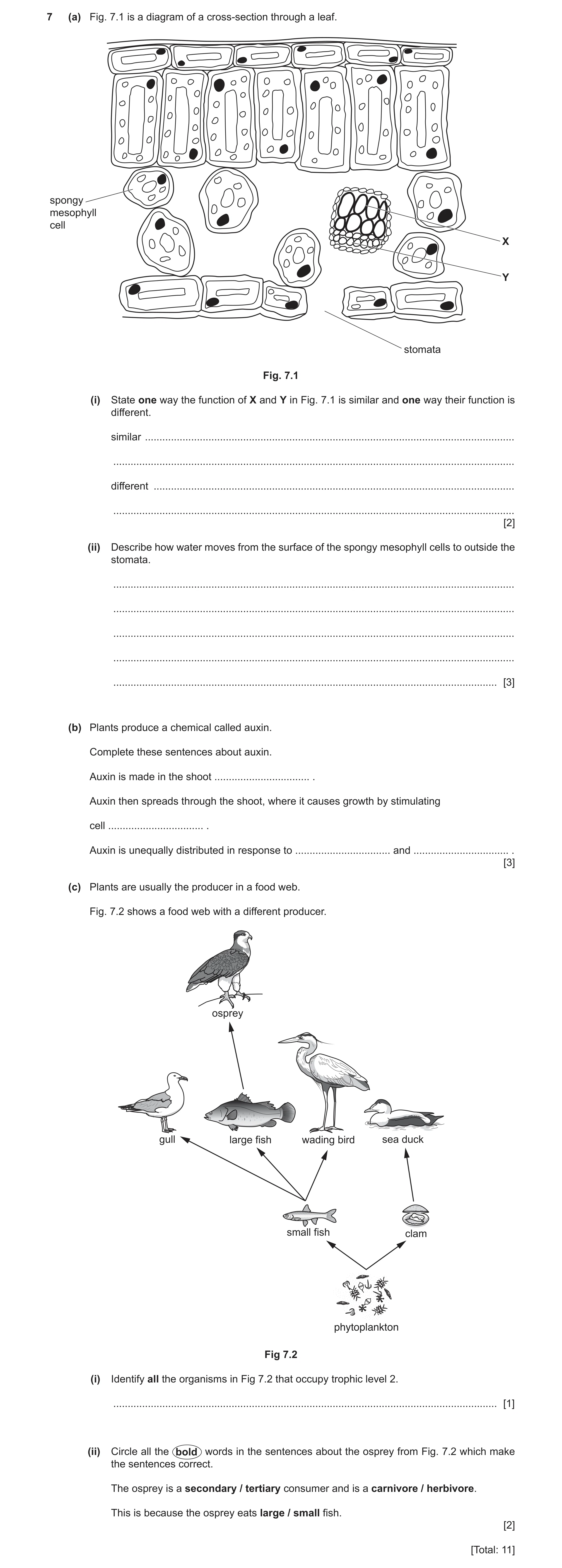 Question 11: (a) Fig. 7.1 is a diagram of a cross‑section through a leaf. spongy mesophyll cell X Y stomata Fig. 7.1 (i) State one way the function of X…