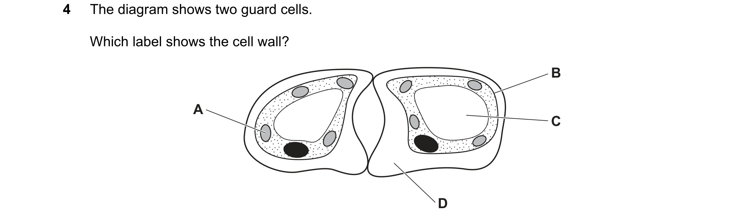 Question 8: The diagram shows two guard cells. Which label shows the cell wall? B A C D