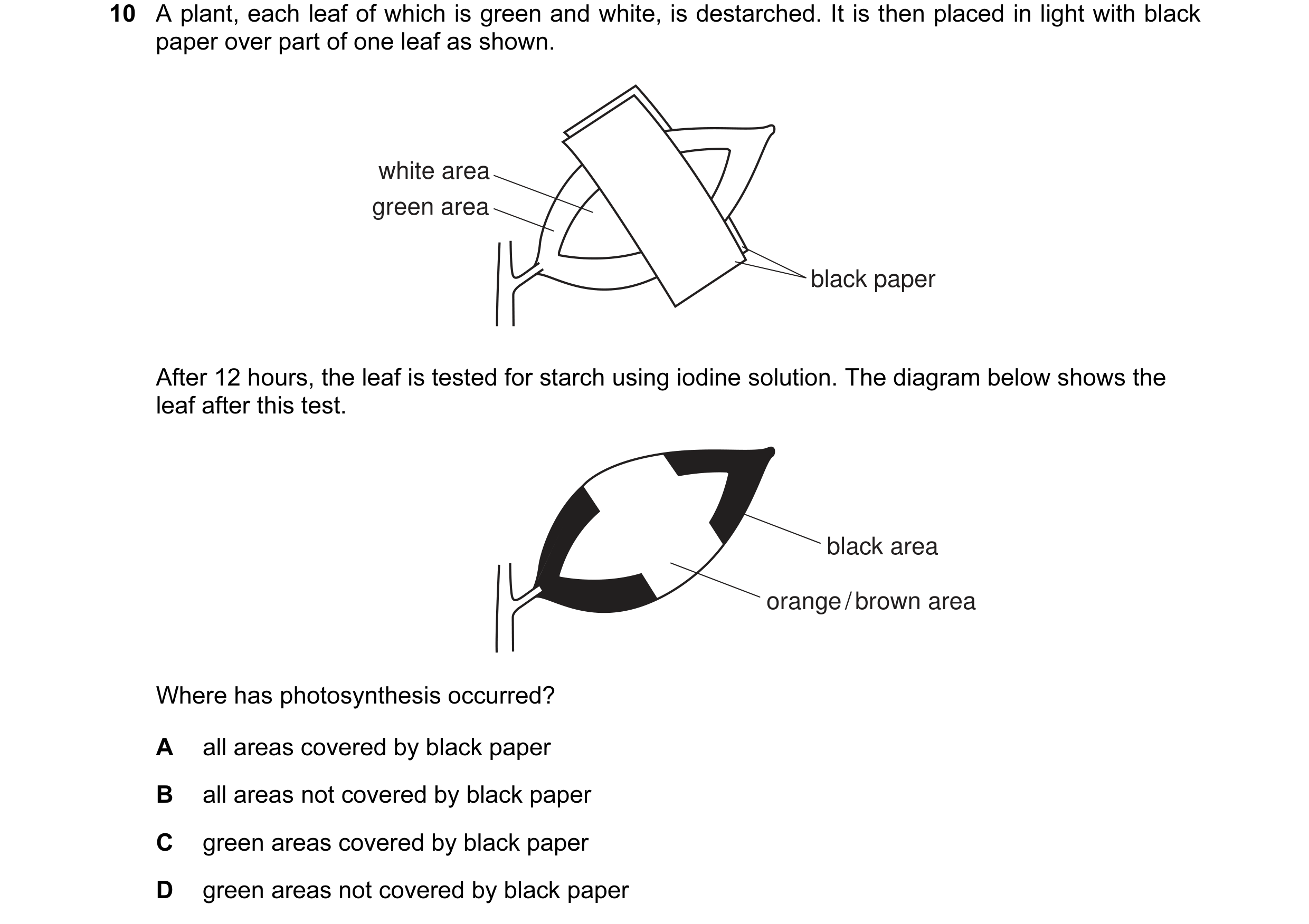 Question 9: A plant, each leaf of which is green and white, is destarched. It is then placed in light with black paper over part of one leaf as shown. …