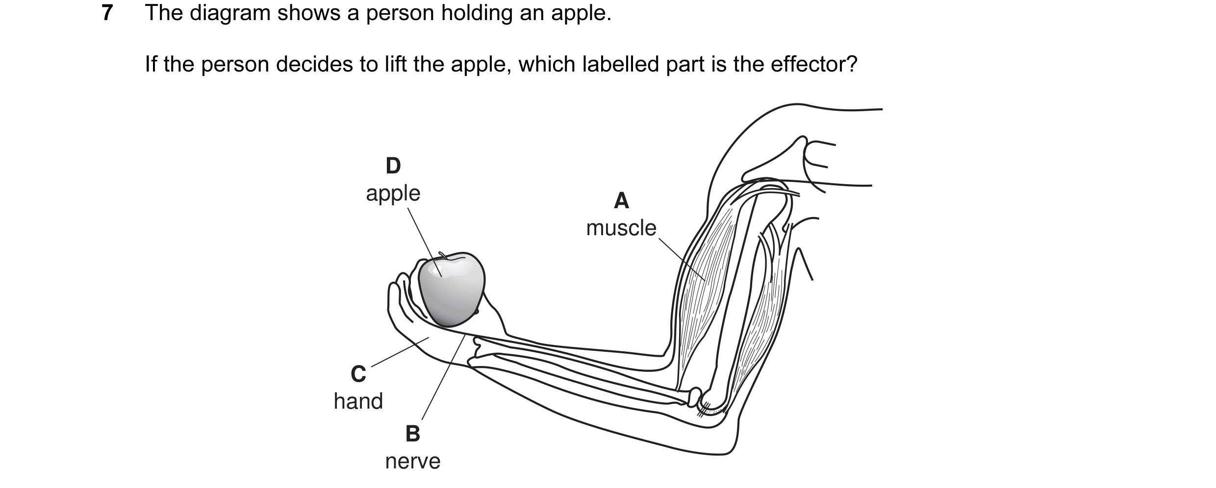 Question 13: The diagram shows a person holding an apple. If the person decides to lift the apple, which labelled part is the effector? D apple A muscle…
