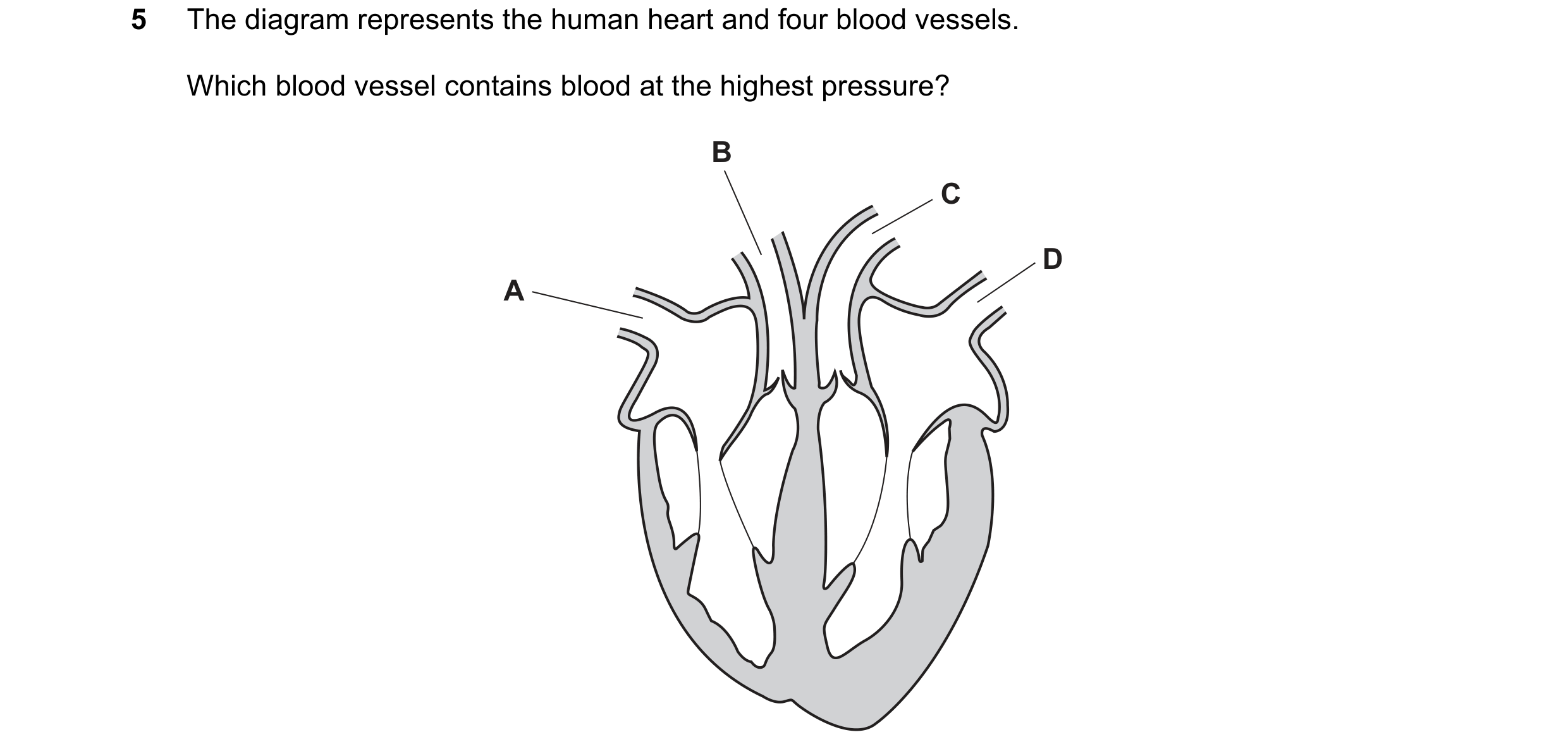 Question 13: The diagram represents the human heart and four blood vessels. Which blood vessel contains blood at the highest pressure? B C D A