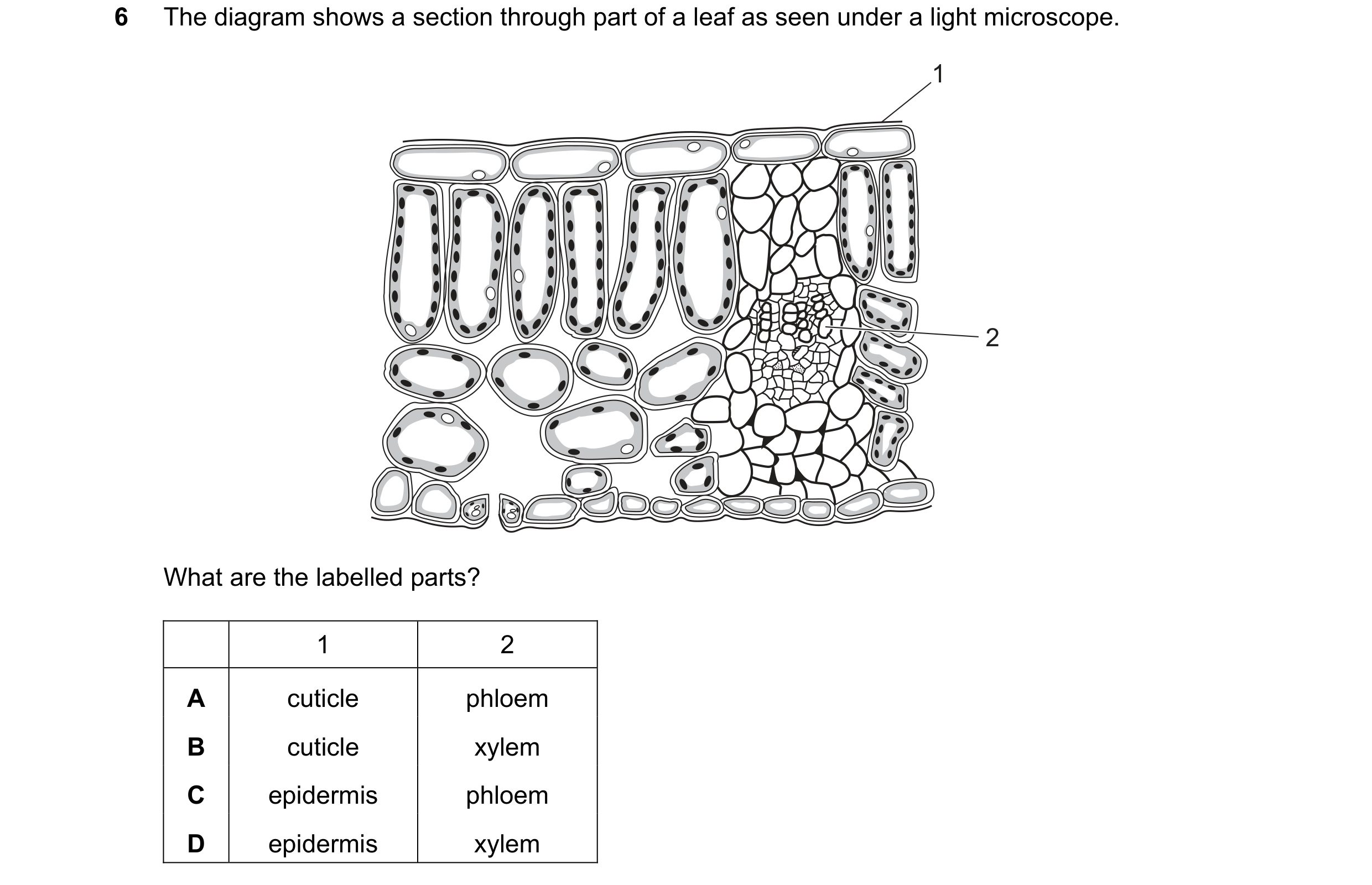 Question 39: The diagram shows a section through part of a leaf as seen under a light microscope. 1 2 What are the labelled parts? 1 2 A cuticle phloem …