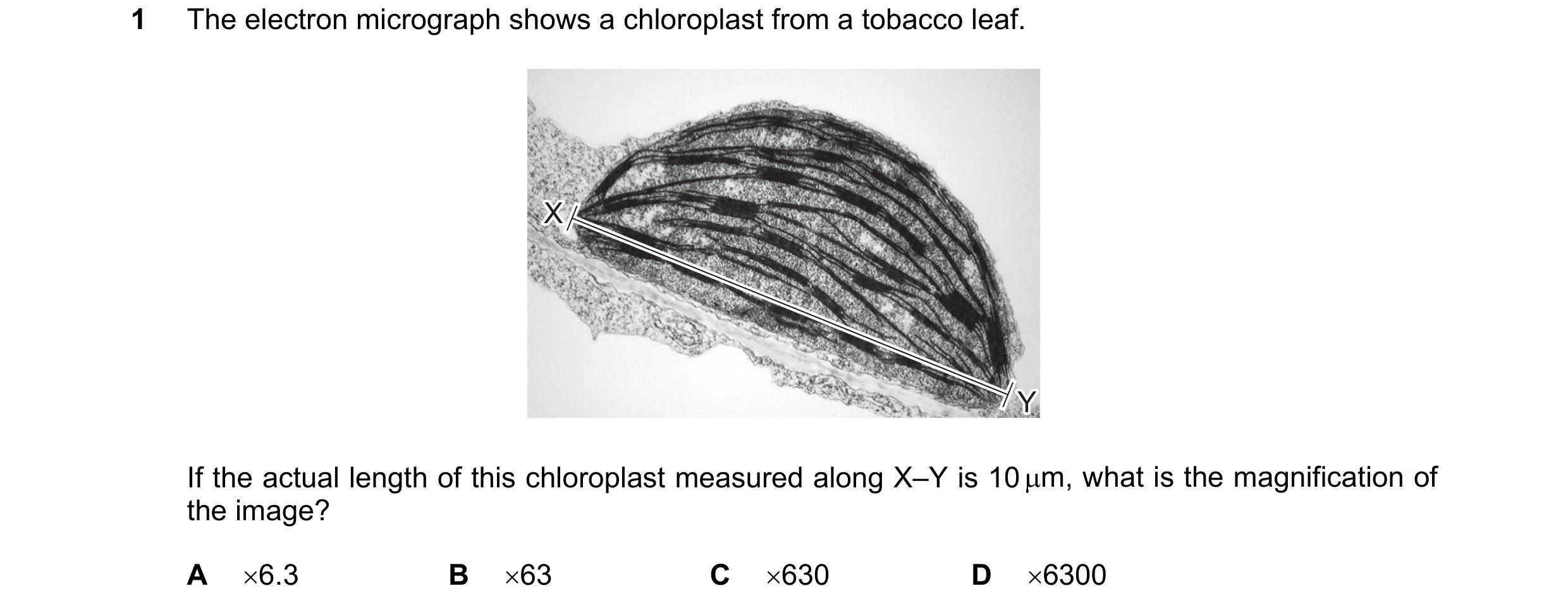 Question 165: The electron micrograph shows a chloroplast from a tobacco leaf. X X Y Y If the actual length of this chloroplast measured along X–Y is 10 …