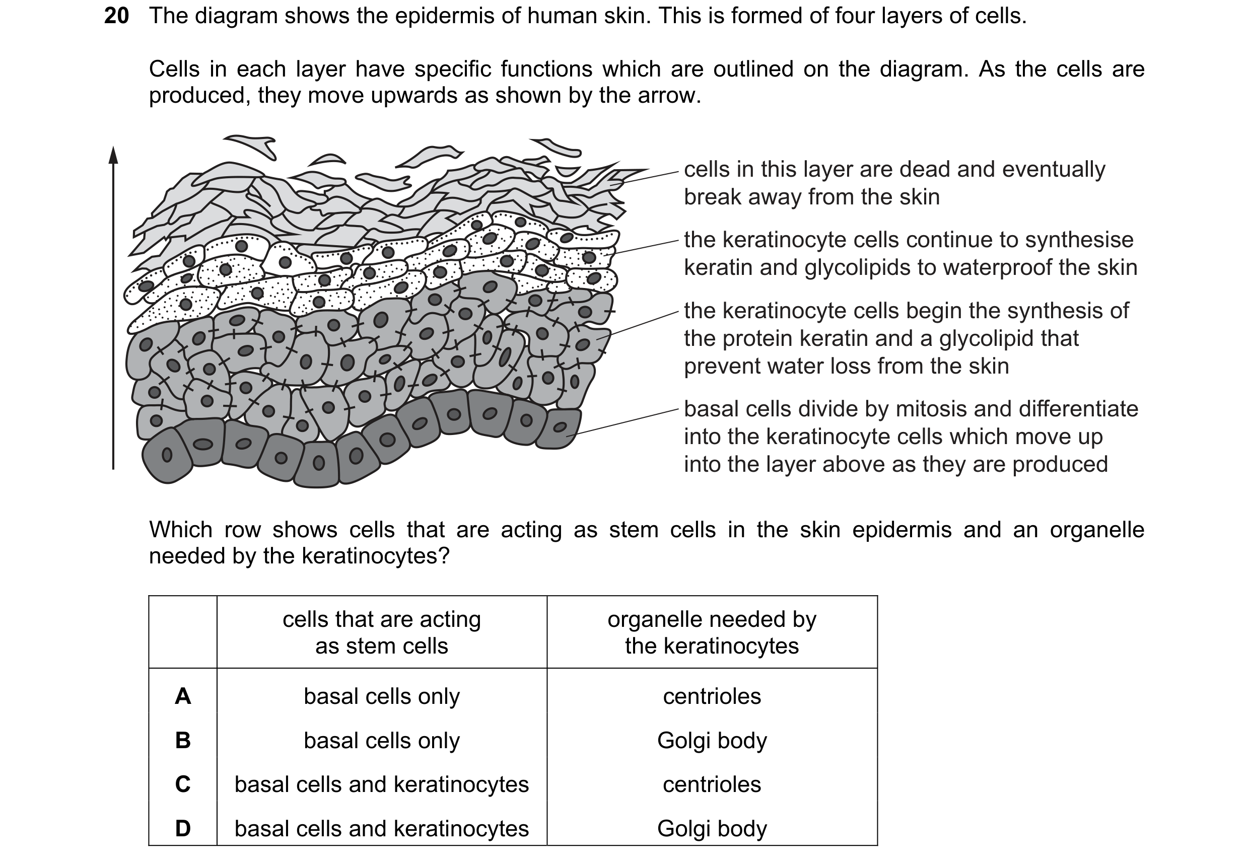Question 157: The diagram shows the epidermis of human skin. This is formed of four layers of cells. Cells in each layer have specific functions which ar…