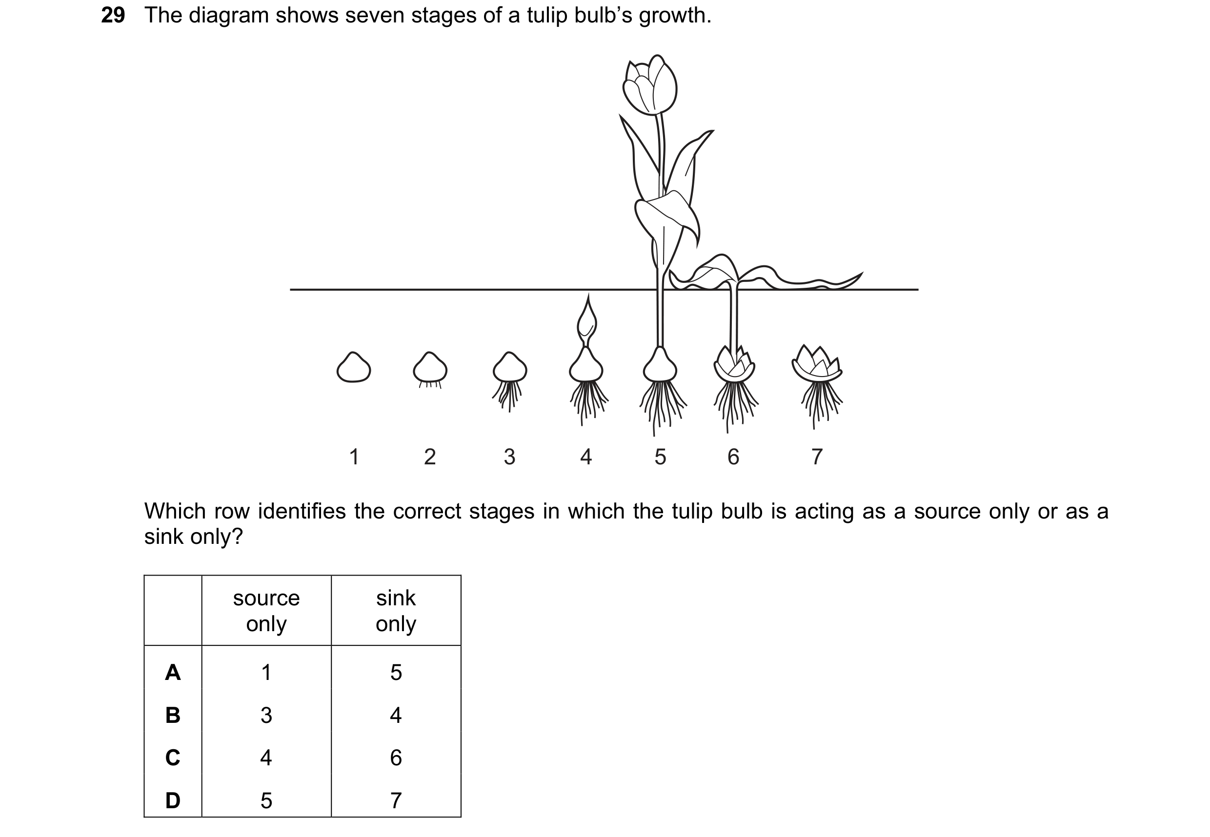 Question 282: The diagram shows seven stages of a tulip bulb’s growth. 1 2 3 4 5 6 7 Which row identifies the correct stages in which the tulip bulb is a…